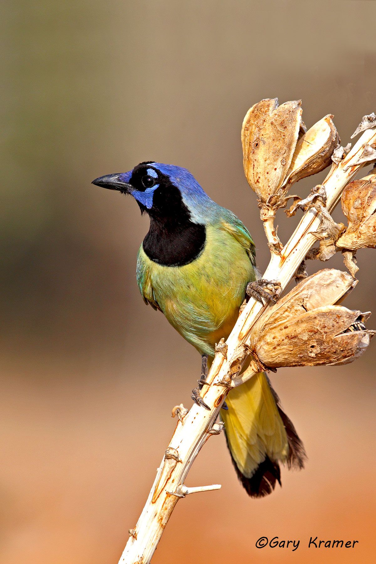 Green Jay (Cyanocorax yncas) Green Jay (Cyanocorax yncas) - NBTJr#073d(2)