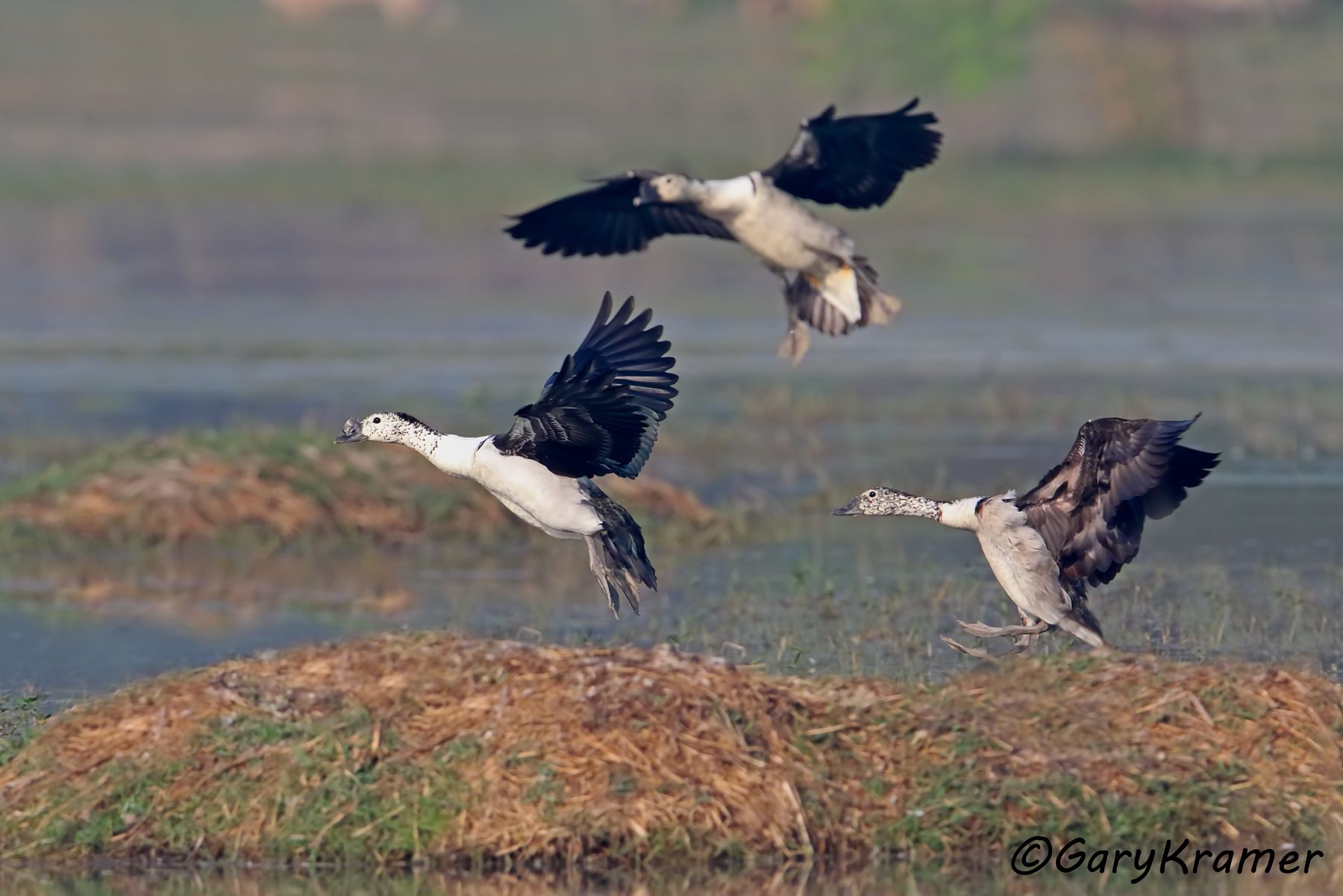 Knob-billed Duck (Sarkidiornis melanotos)  Knob-billed Duck (Sarkidiornis melanotos) - ABWC#117d