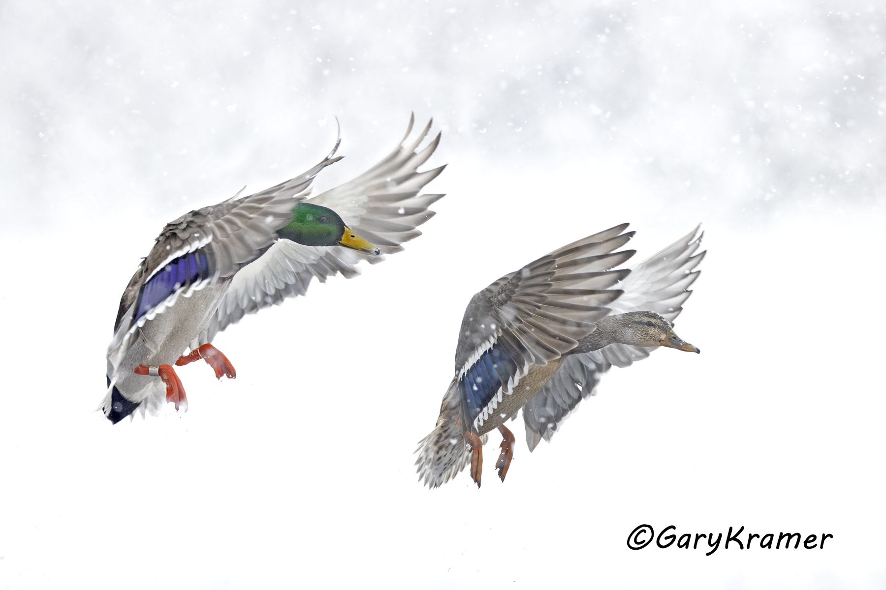 Mallard (Anas platyrhynchos) - NBWM#5871(2)d