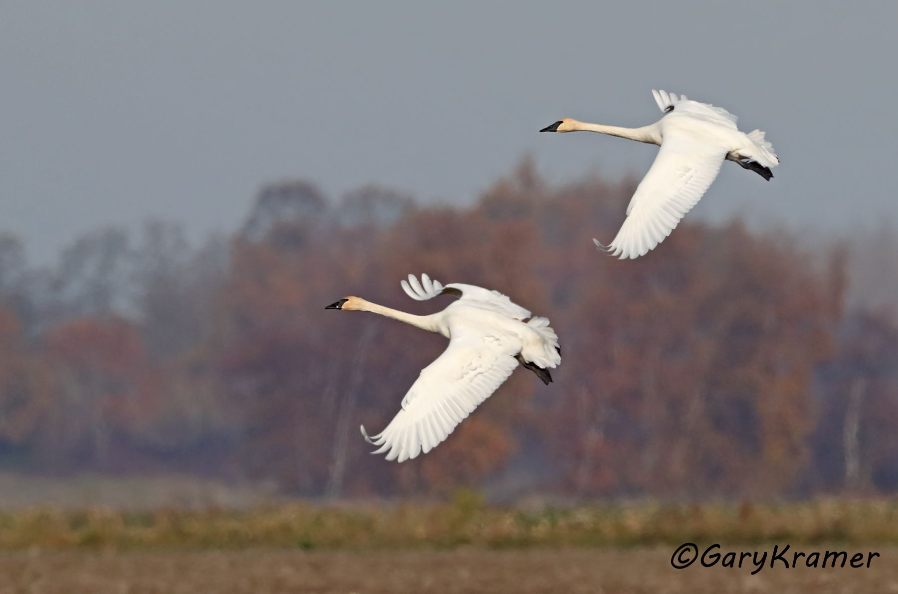 Trumpter Swan (Cygnus buccinator)  Trumpter Swan (Cygnus buccinator) - NBWSt#232d
