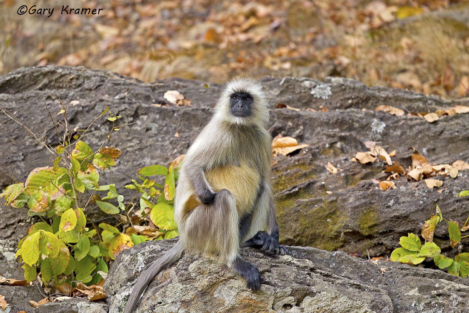 Gray Langur (Semnopithecus entellus) Gray Langur (Semnopithecus entellus) - IMLg#028d