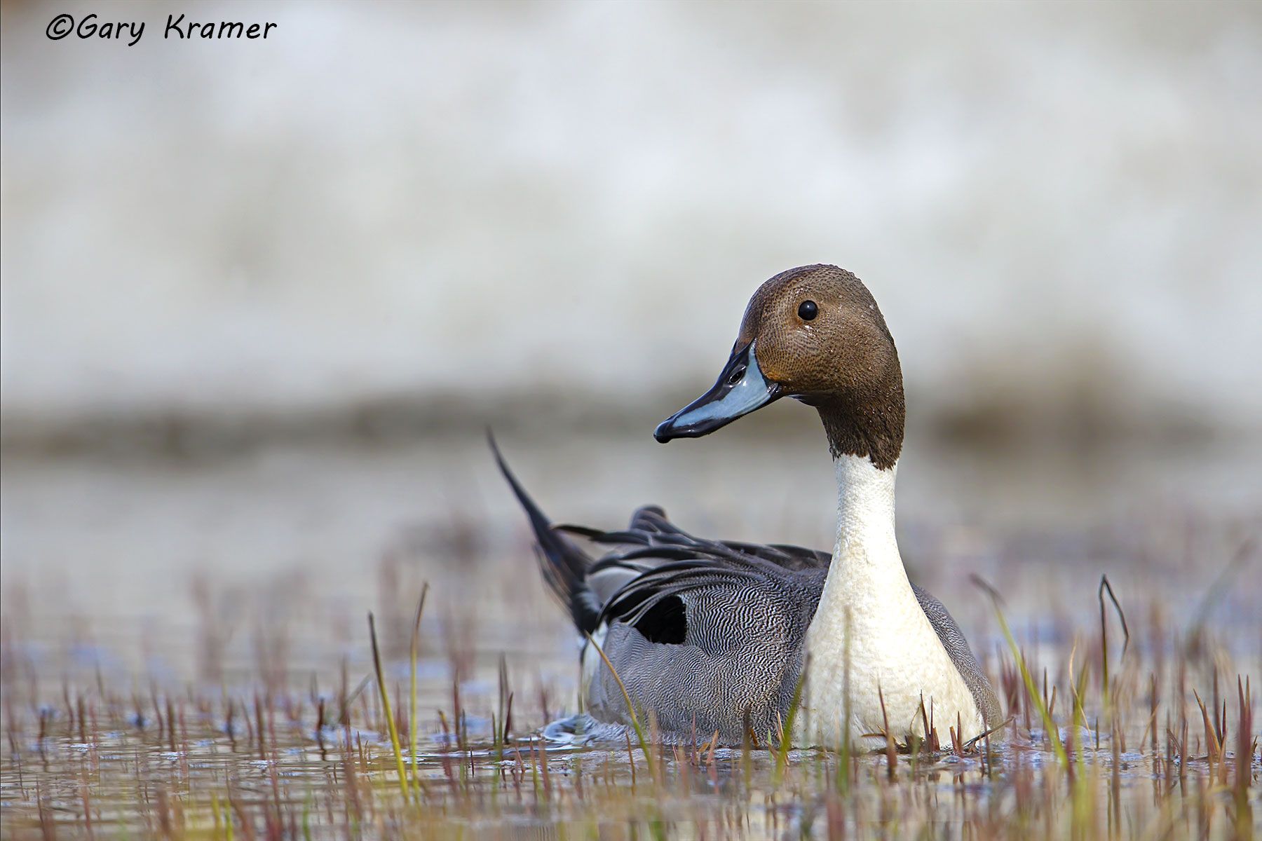 Northern Pintail (Anas acuta) - NBWP#7432d