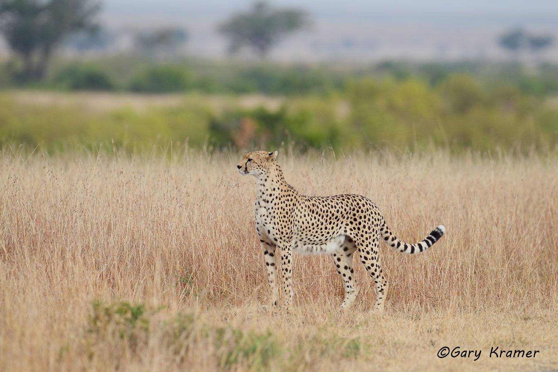 Cheetah (Acinonyx jubatus) Cheetah (Acinonyx jubatus) - AMPC#190d