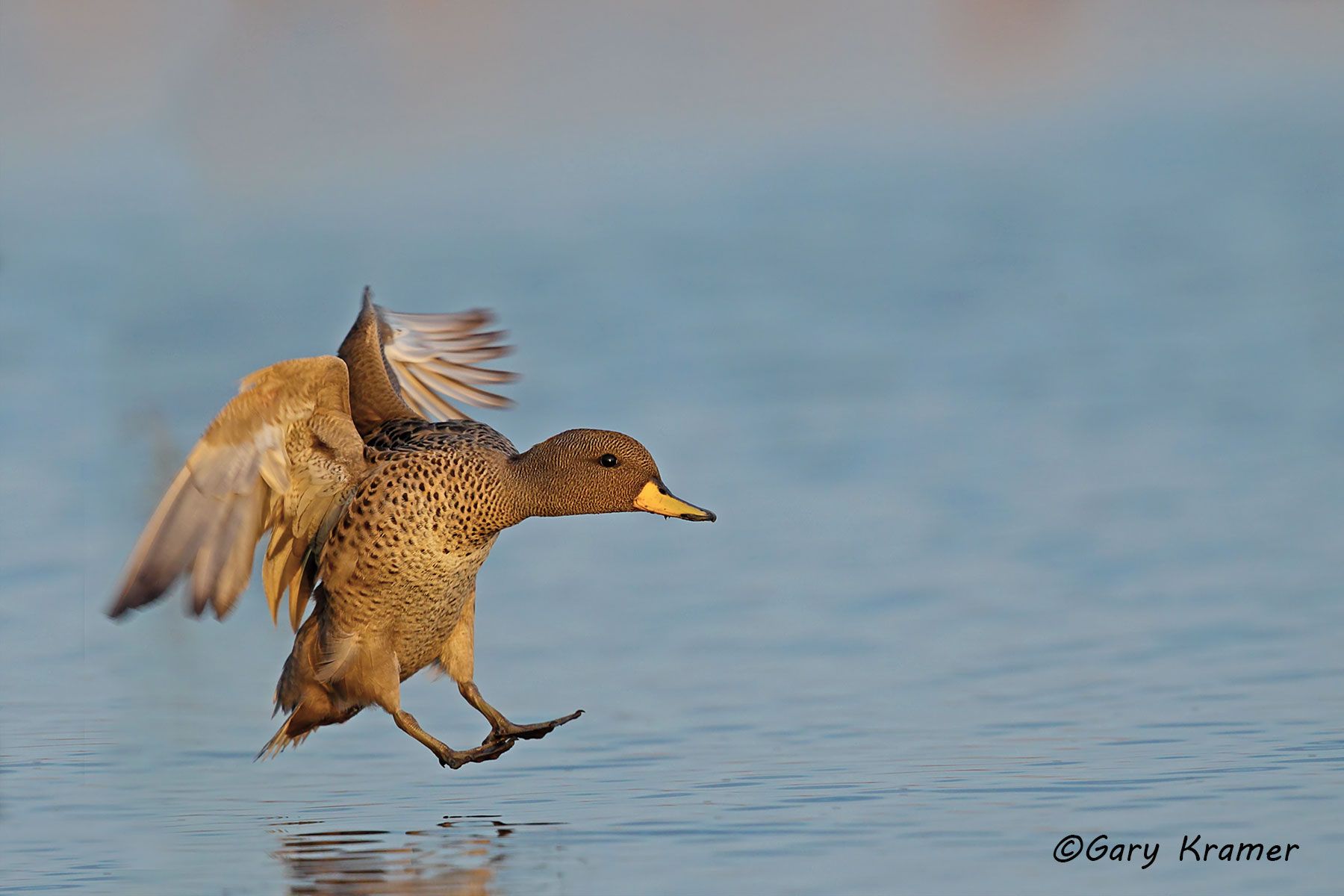 Yellow-billed  Teal (Anas flavirostris) - SBWTs#154d (Argentina)
