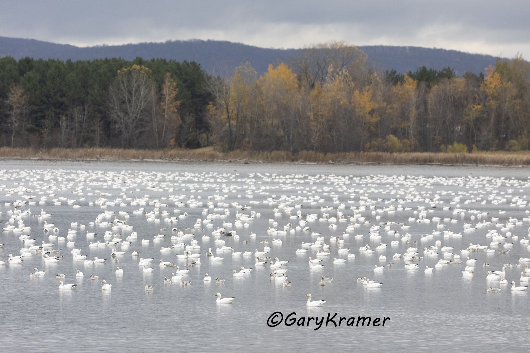 Greater Snow Goose (Chen caerulescens atlantica) - NBWSa#720d
