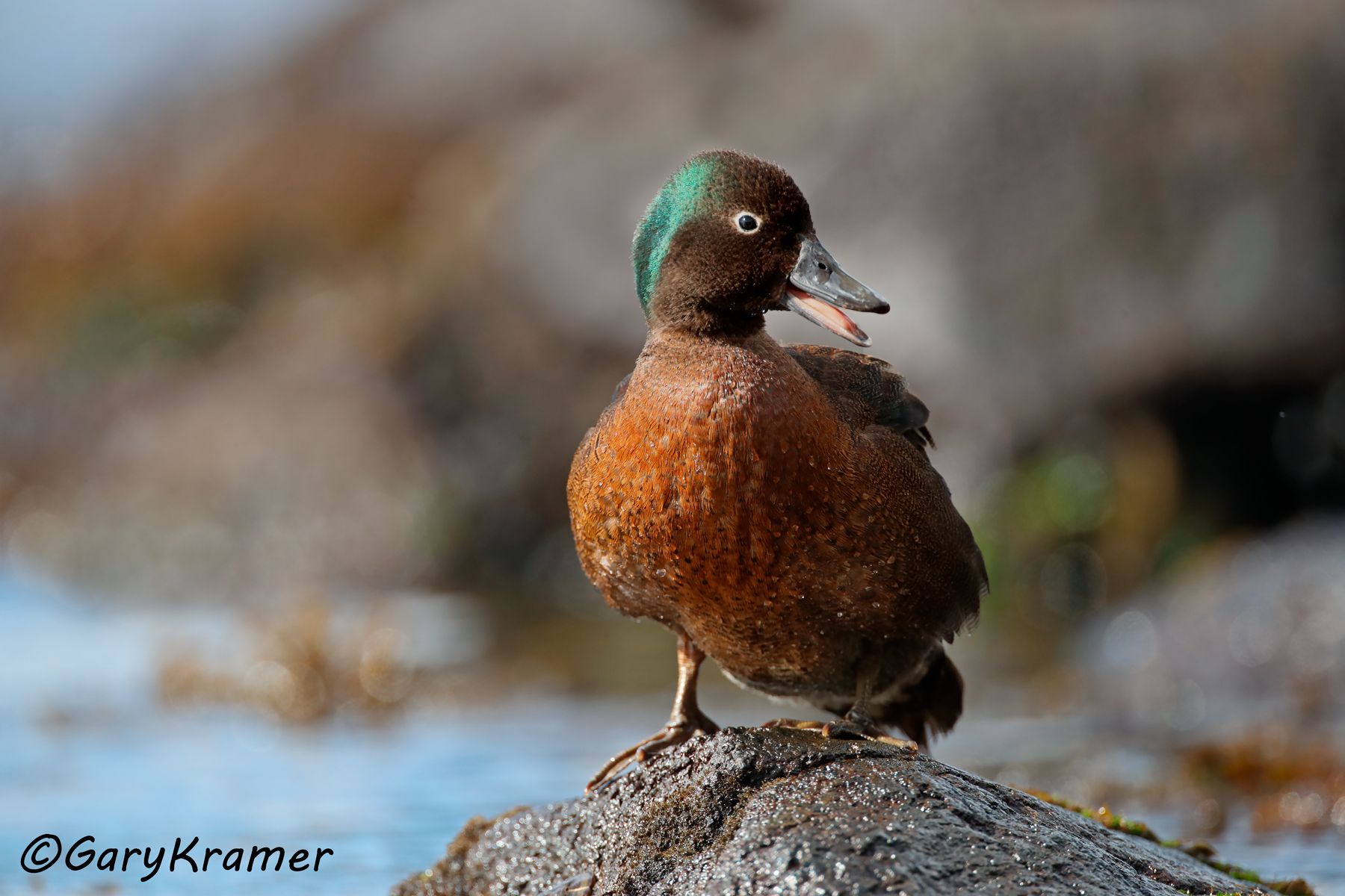 Campbell Teal (Anas nesiotis) Campbell Teal (Anas nesiotis) - OBWTci#027d