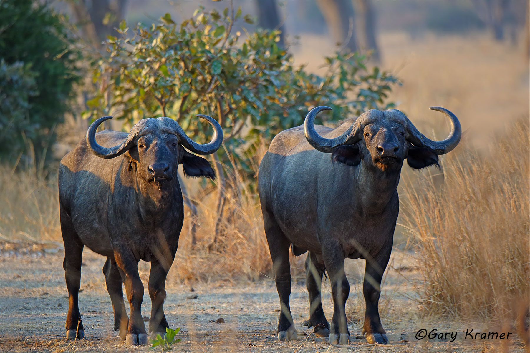 Cape Buffalo (Syncerus caffer) Cape Buffalo (Syncerus caffer) - AMB#1246d
