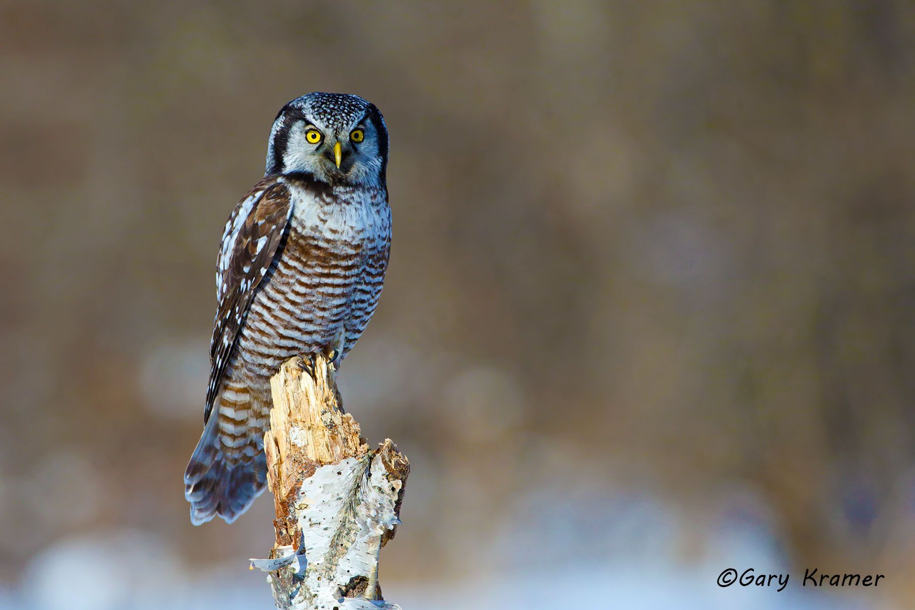 Northern Hawk Owl (Surnia ulula) NBON#013d