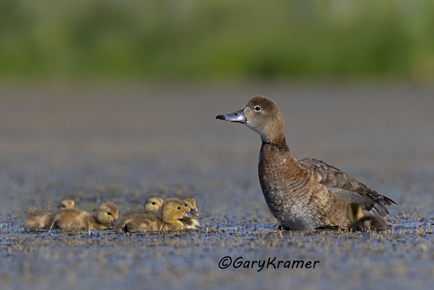 Redhead (Aythya americana) - NBWR#2289d(2)