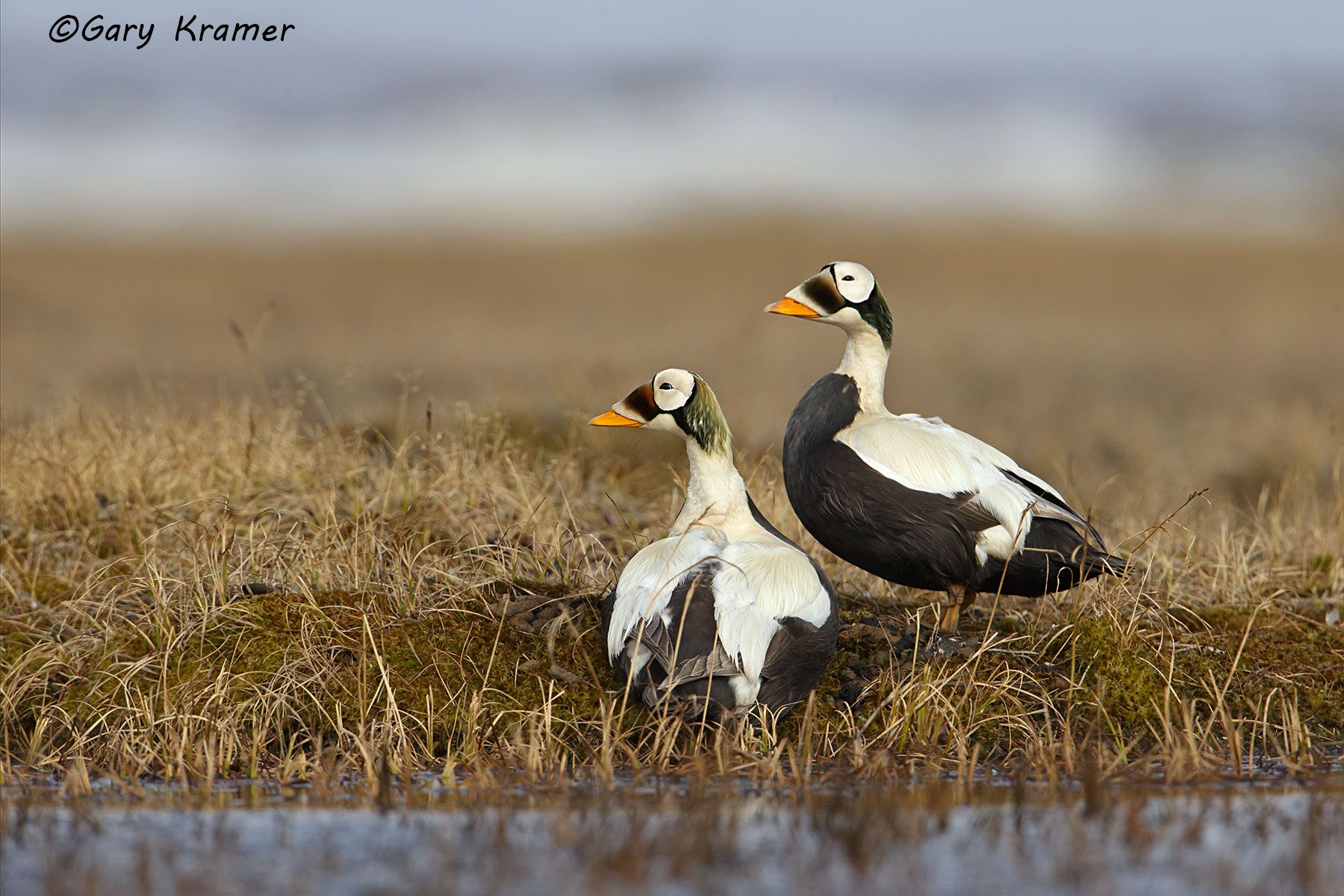 Spectacled Eider (Somateria fischeri) Spectacled Eider (Somateria fischeri) - NBWEs#596d