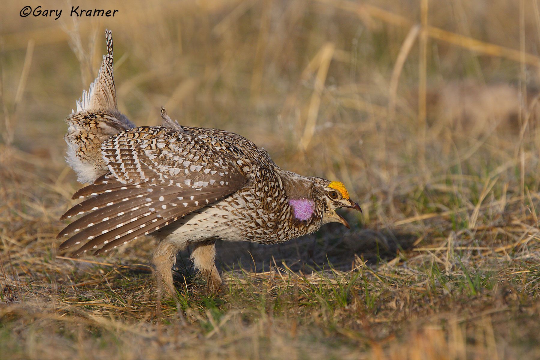 Sharp-tailed Grouse (Tympanuchus phasianellus) by GaryKramer.net, 530-934-3873, gkramer@cwo.com - Published: Wingshooting the World, Patagonia Pub. 2010 Sharp-tailed Grouse (Tympanuchus phasianellus) - NBGGt#532d