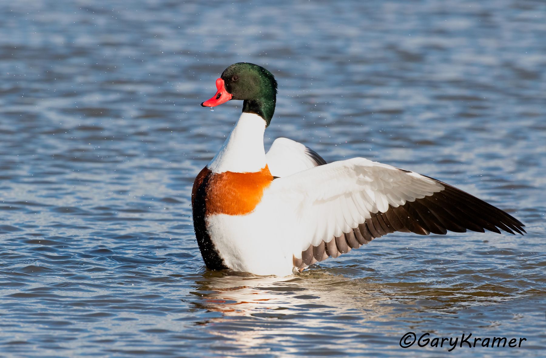 Common Shelduck (Tadorna tadorna)  Common Shelduck (Tadorna tadorna) - EBWSc#104d