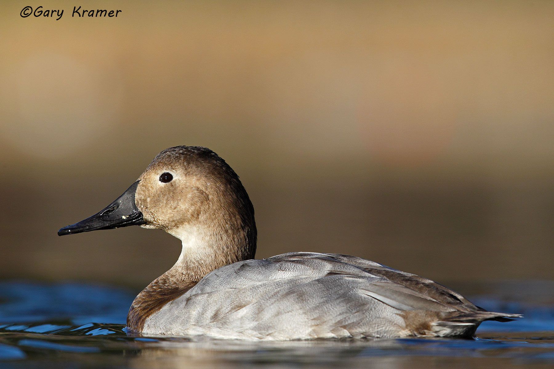 Canvasback Redhead Gary Kramer Photographer / Writer