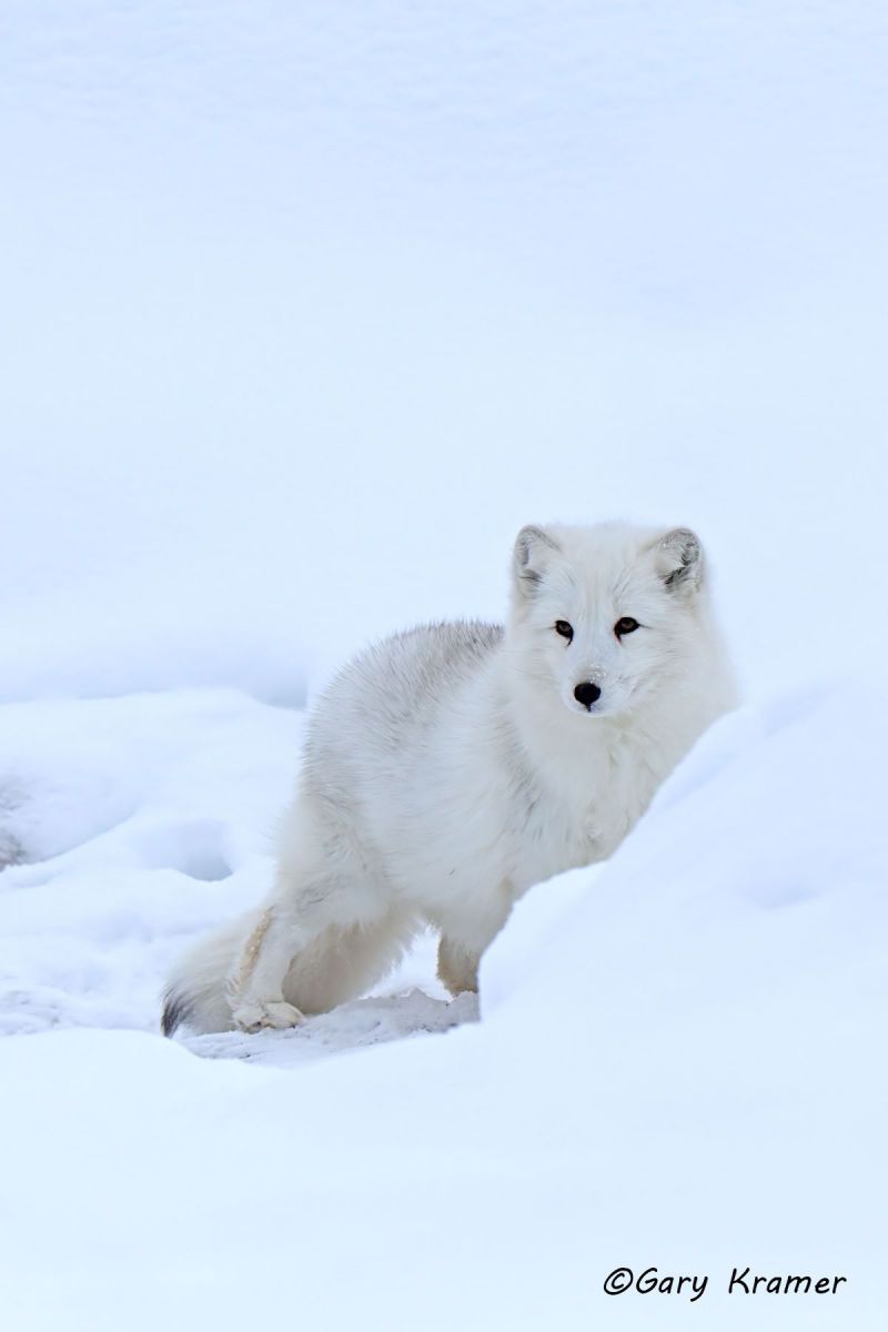 Arctic Fox (Alopex lagopus) - NMFa#523d(2)