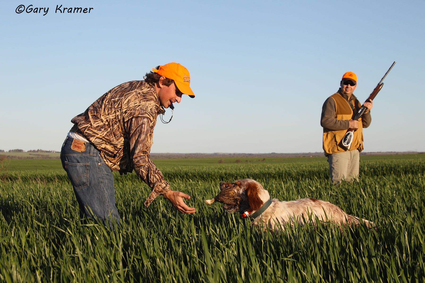 Setter delivering a Perdiz, Argentina/Uruguay Setter delivering a Perdiz, Uruguay - SHPsd#001d
