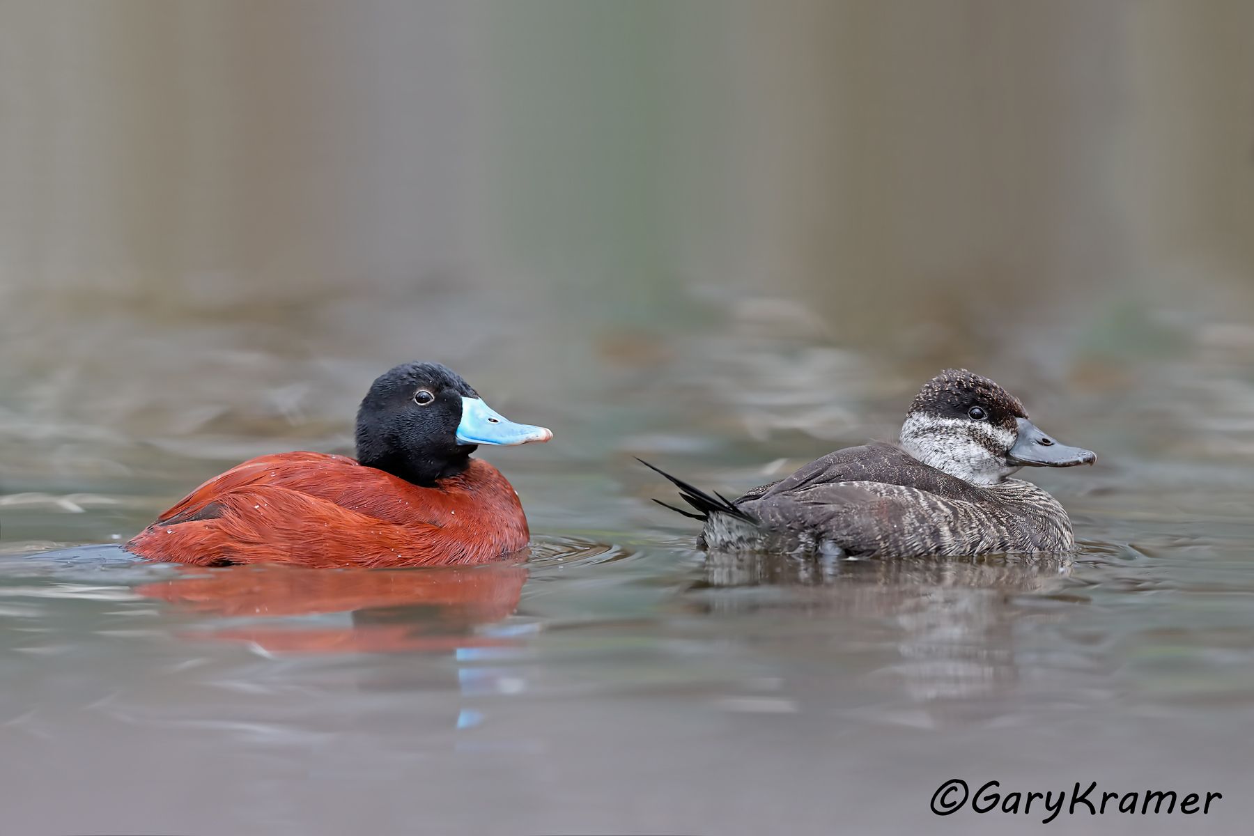 Lake Duck (Oxyura vittata) - SBWAb#062d(2) (Argentina)