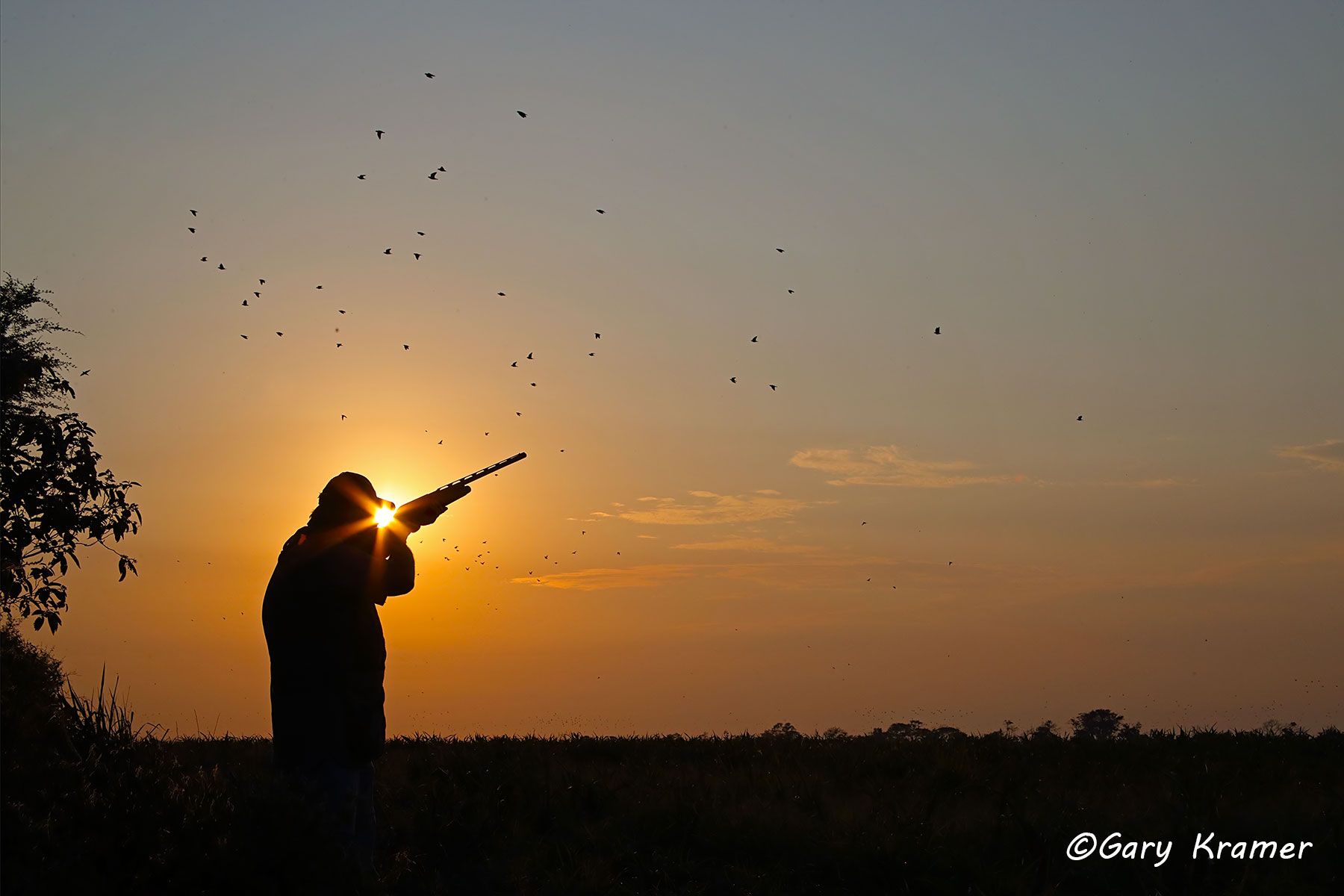 Hunter shooting at Eared Doves at Sunrise/Sunset, Bolivia Hunter shooting at Eared Doves at Sunrise/Sunset, Bolivia - SHDess#052d