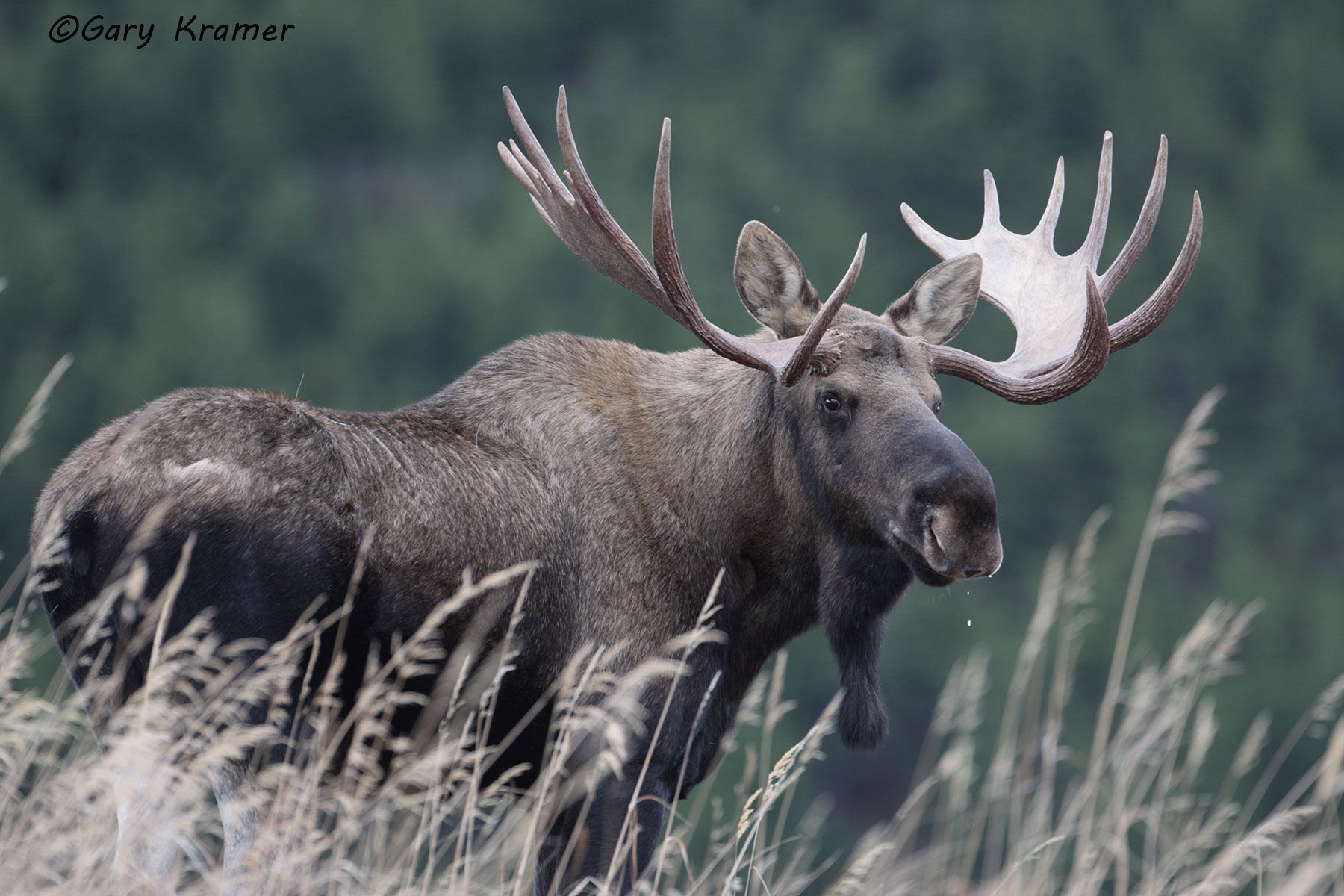 Moose (Alces alces) by GaryKramer.net, 530-934-3873, gkramer@cwo.com Moose (Alces alces) - NMM#283d