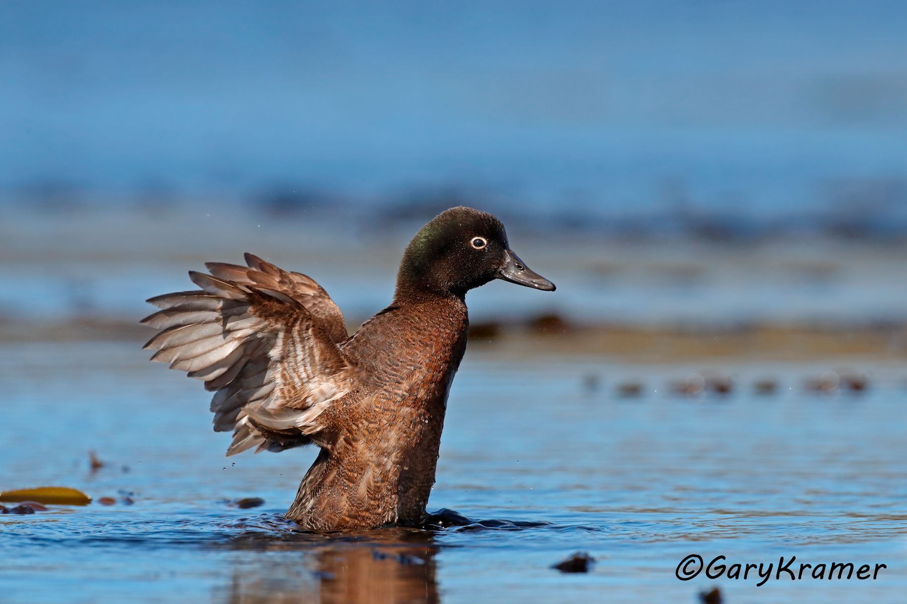 Campbell Teal (Anas nesiotis) Campbell Teal (Anas nesiotis) - OBWTci#080d