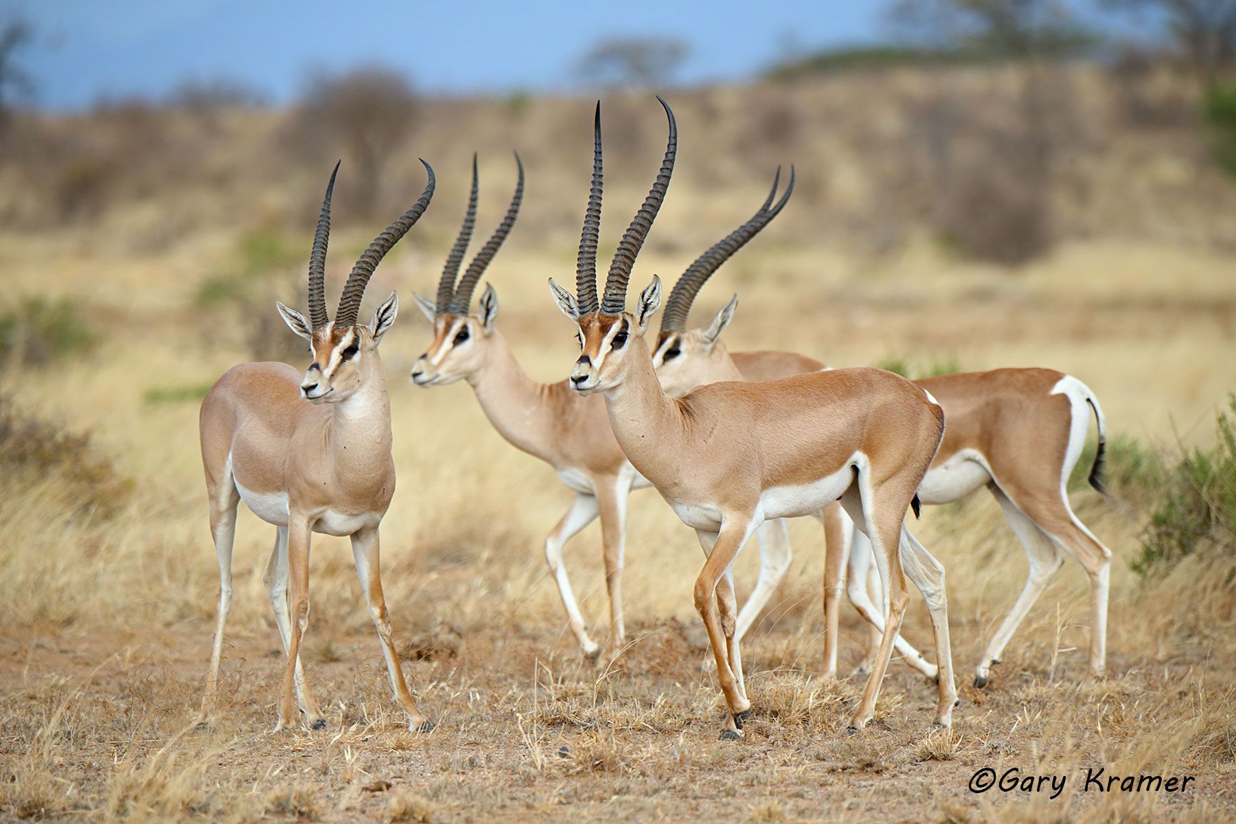 Grant's Gazelle (Gazella granti) Grant's Gazelle (Gazella granti) - AMUGg#256d