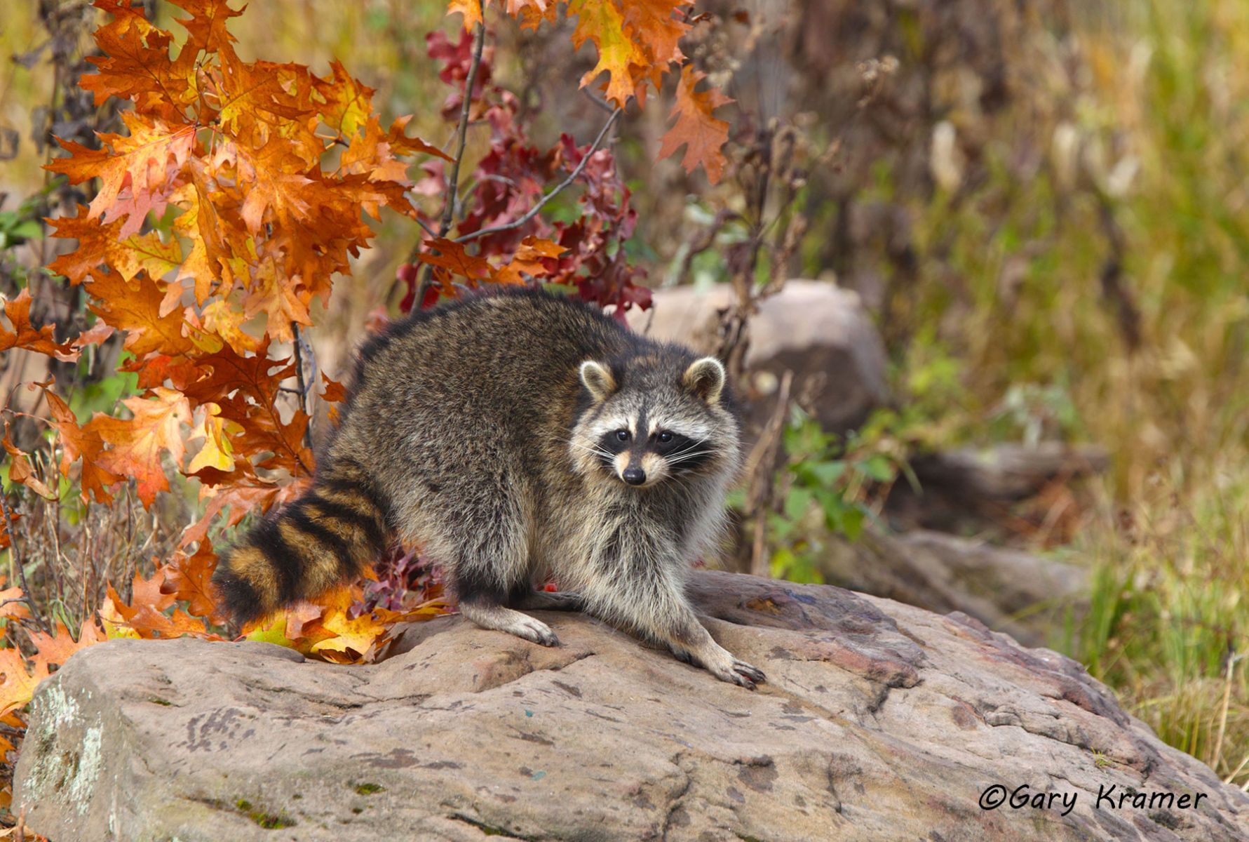 Raccoon (Procyon lotor) by GaryKramer.net, 530-934-3873, gkramer@cwo.com Raccoon (Procyon lotor) - NMMR#274d