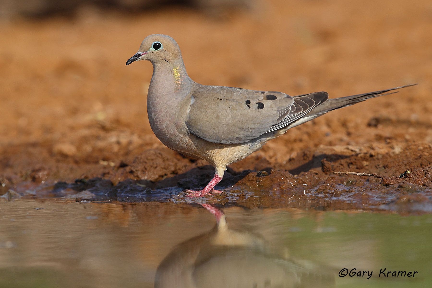 Mourning Dove (Zenaida macroura) - NBDM#444d