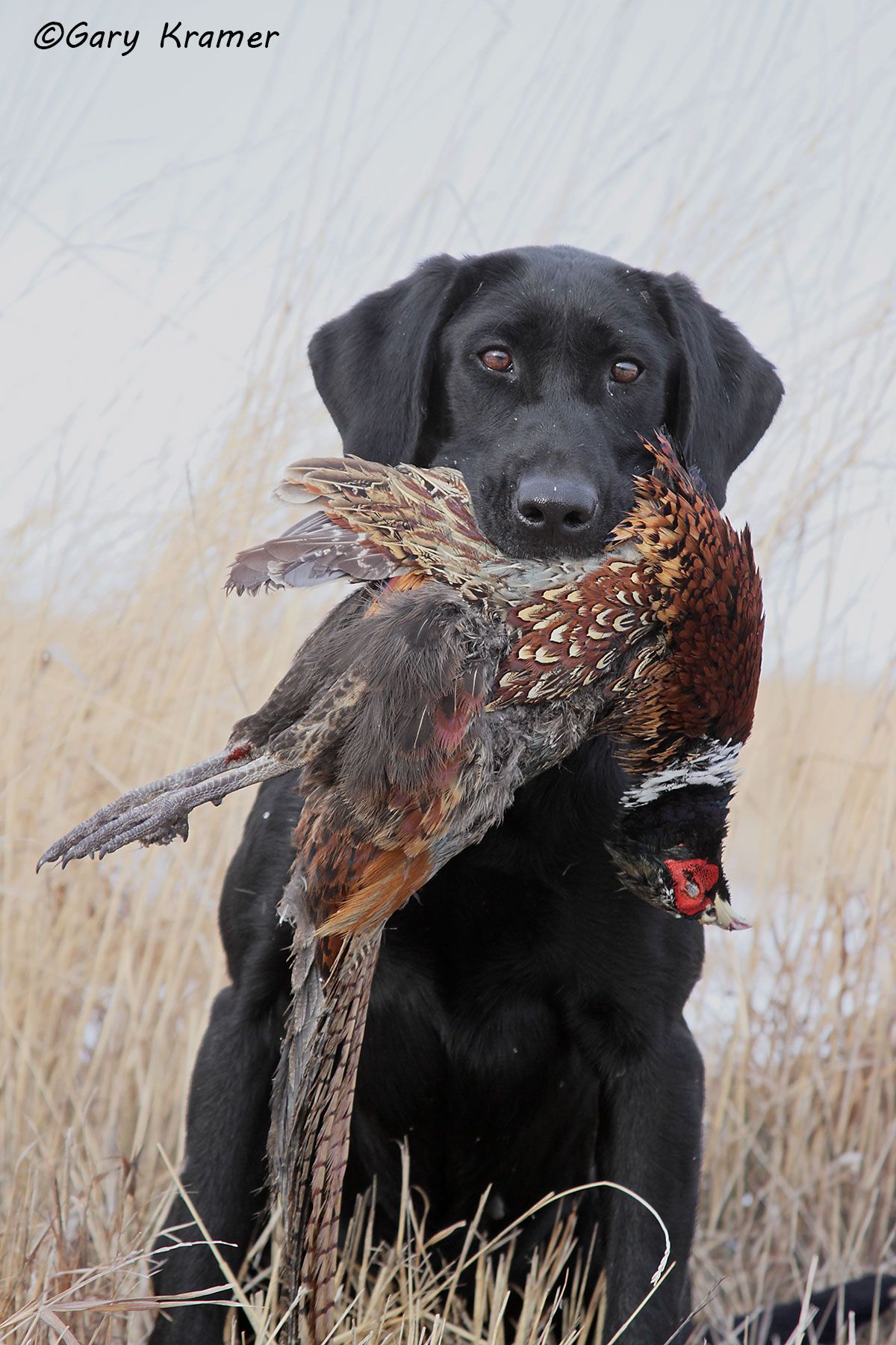 Black Labrador Retriever w/Pheasant Black Labrador Retriever w/Pheasant - HDLbpp#150d