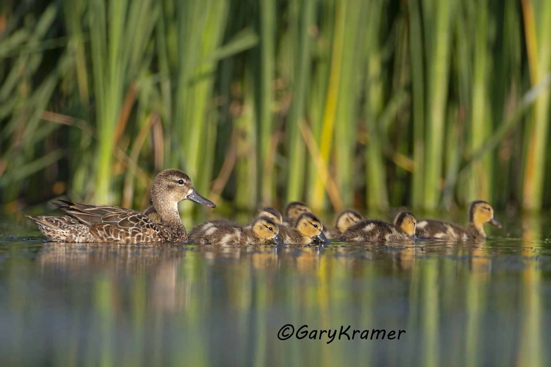 Blue-winged Teal (Anas discors) - NBWTb#1767d