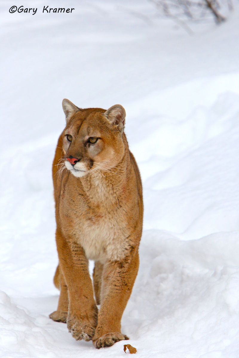 Mountain Lion (Cougar) (Felis concolor) by GaryKramer.net, 530-934-3873, gkramer@cwo.com Mountain Lion (Cougar) (Felis concolor) - NMCM#248d