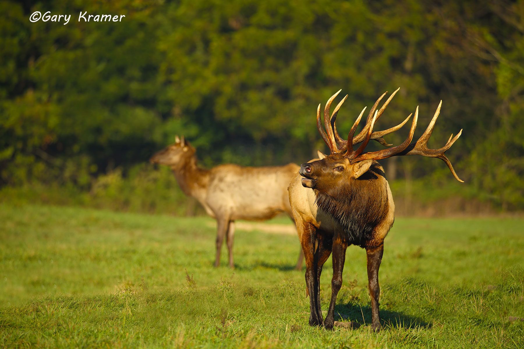 Rocky Mountain Elk (Cervus elaphus nelsoni) - NMERm#2234d