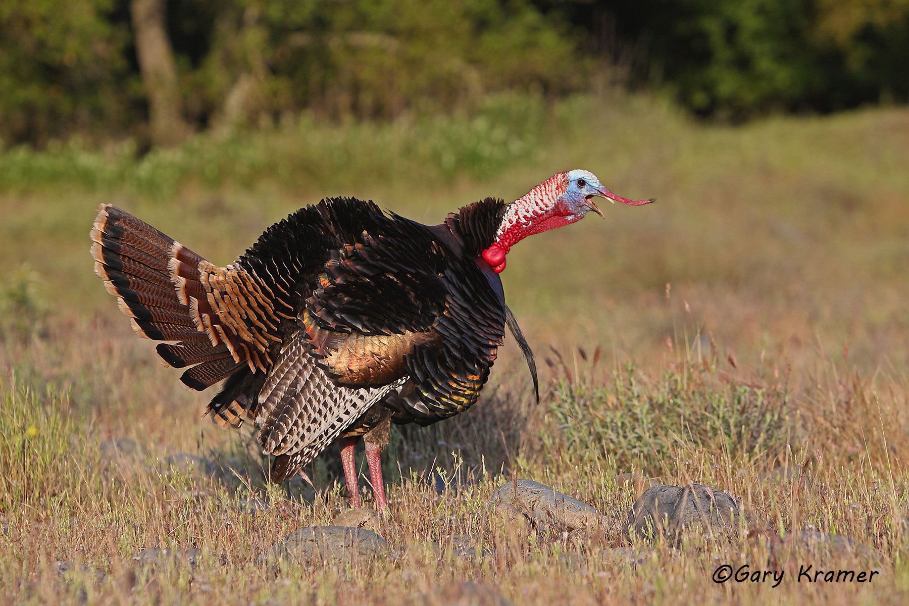 Wild Turkey (Rio Grande) (Meleagris gallopavo intermedia) by GaryKramer.net, 530-934-3873, gkramer@cwo.com Wild Turkey (Rio Grande) (Meleagris gallopavo intermedia) - NBGTr#2436d