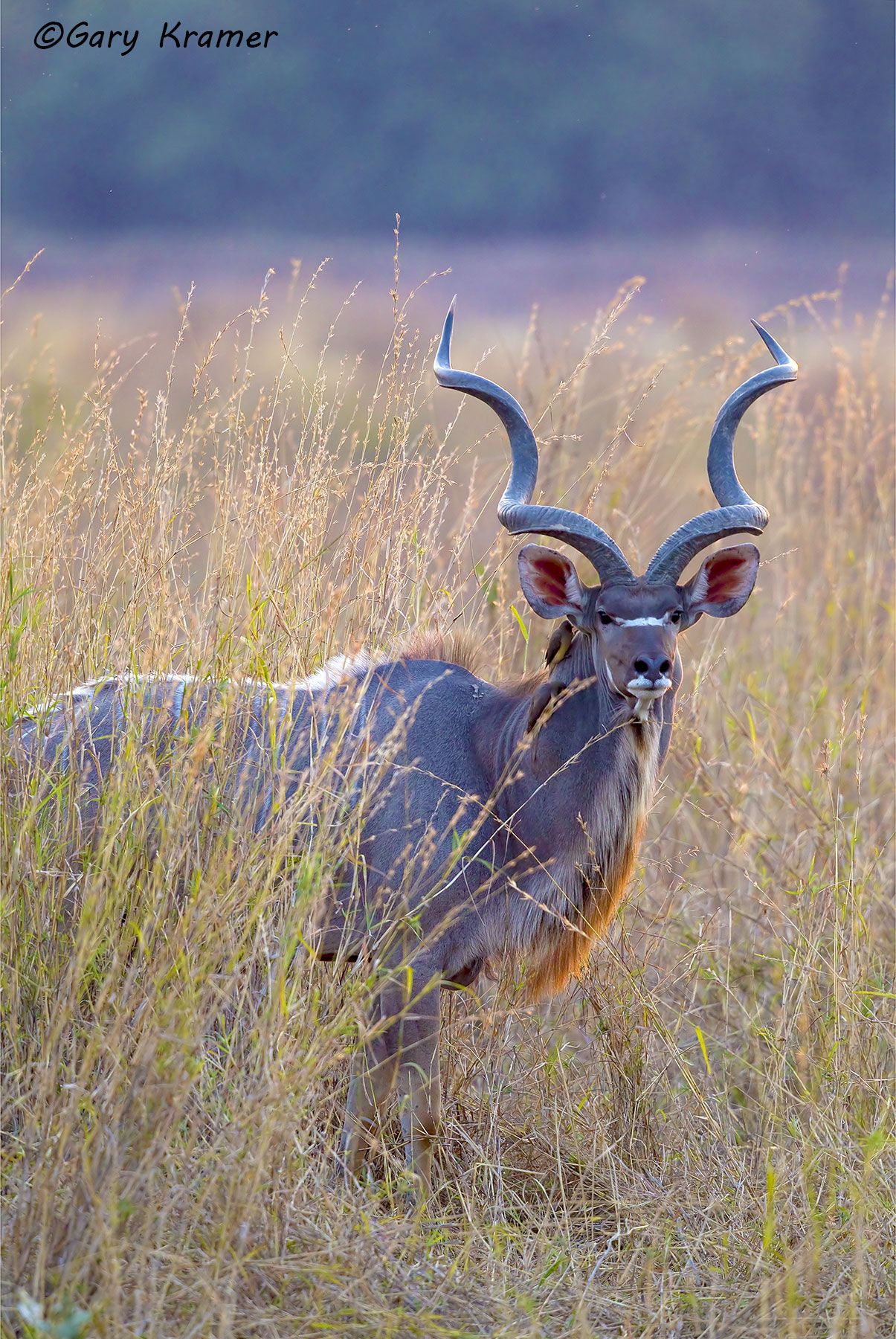 Greater Kudu (Tragelaphus strepsiceros) Greater Kudu (Tragelaphus strepsiceros) - AMUK#386d