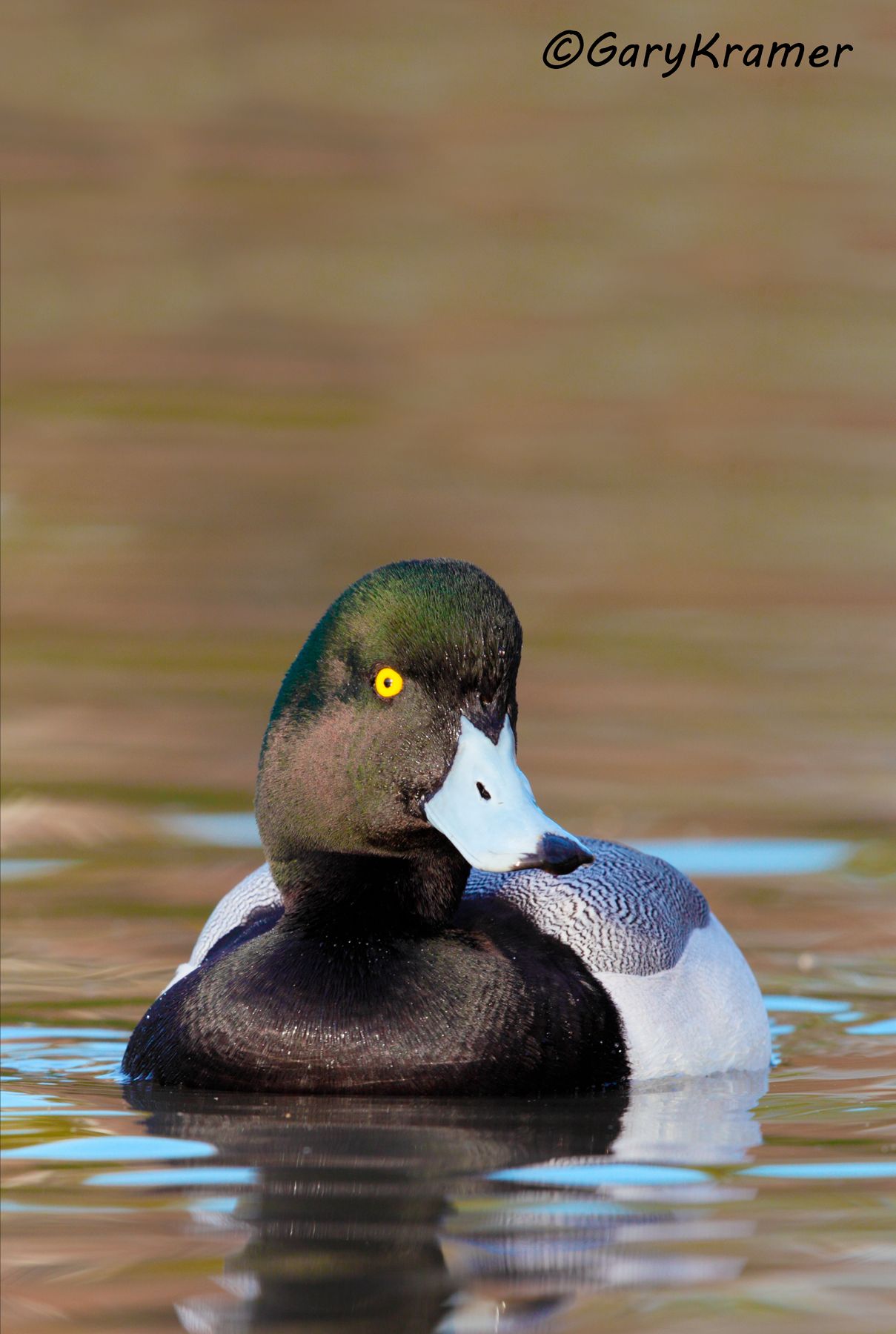 Greater Scaup (Aythya marila) - NBWSga#925d(2)