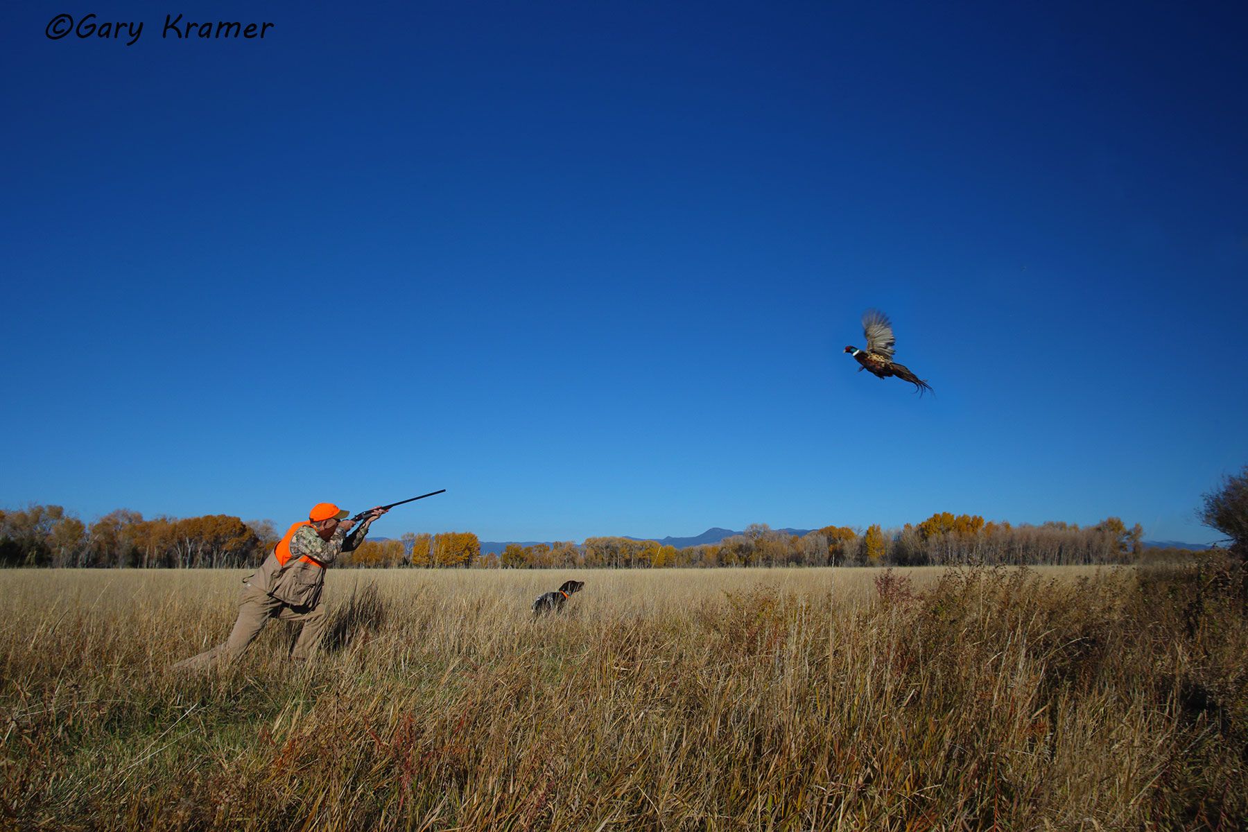 Hunter(s) w/German Shorthair Pointer(s) shooting at flushing Pheasant Hunter(s) w/German Shorthaired Pointer(s) shooting at flushing Pheasant - NHPgsf#036d(2)