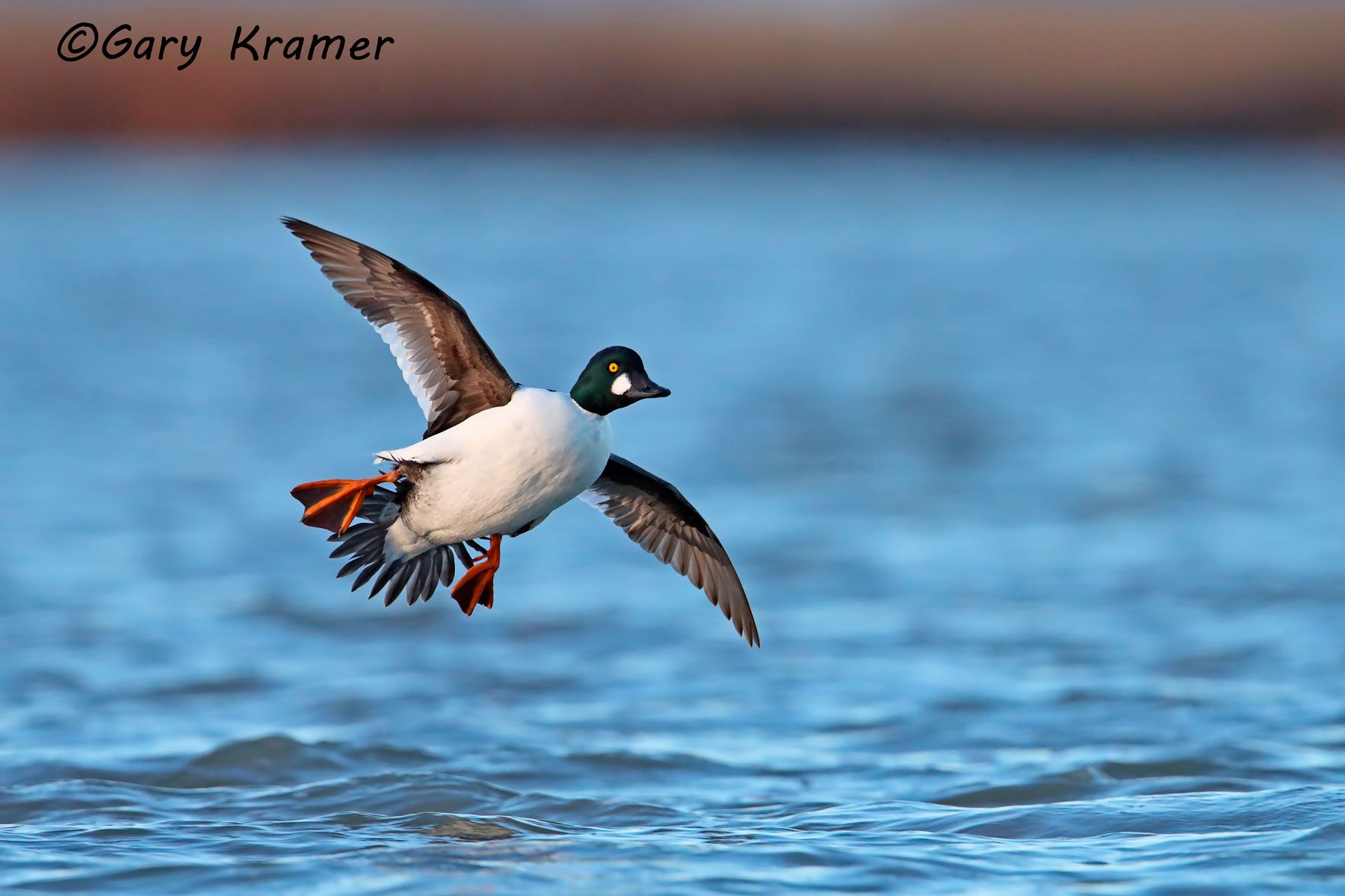 Common Goldeneye (Bucephala clangula) Common Goldeneye (Bucephala clangula) - NBWGc#593d