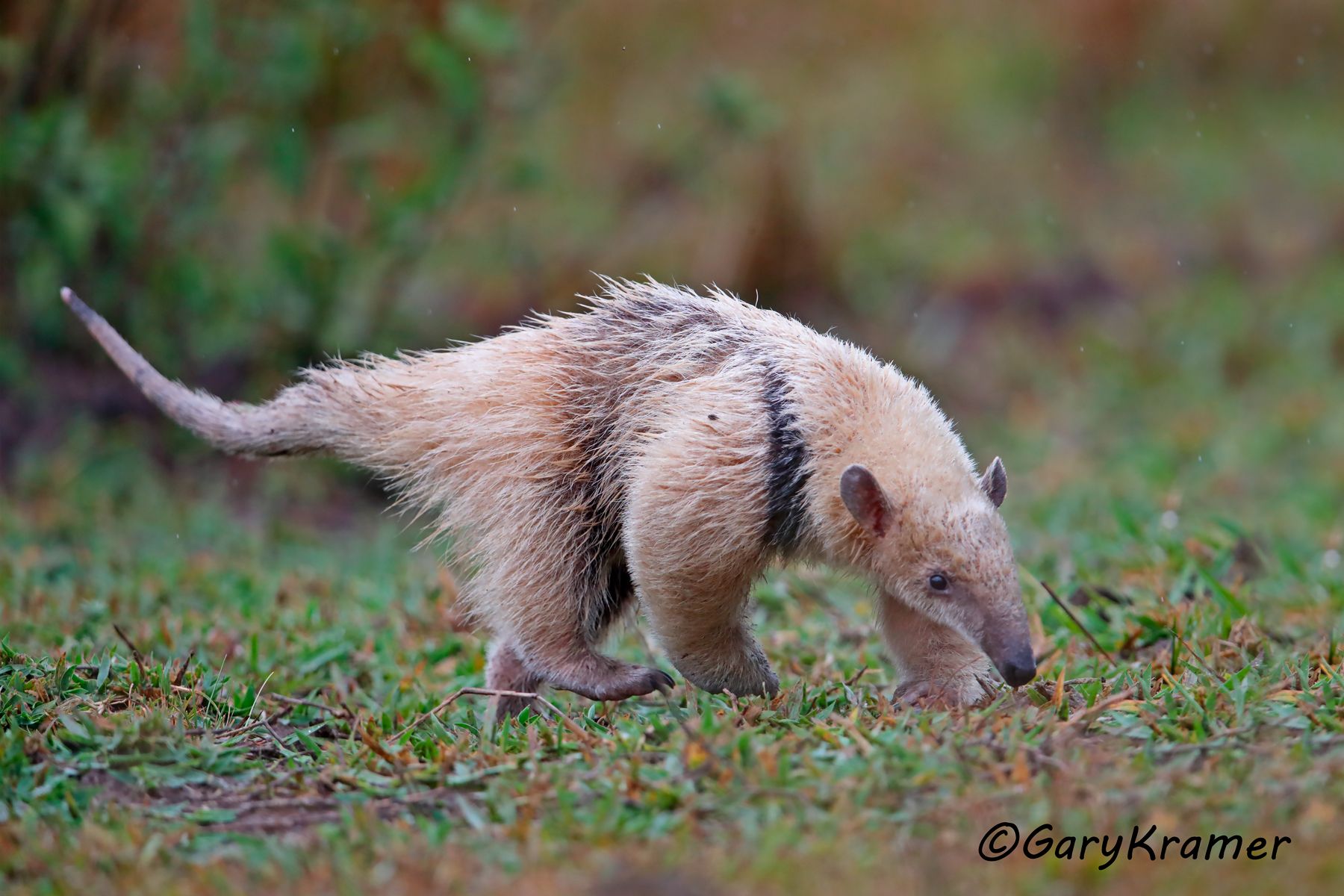 Lesser Anteater (Tamandua) - SMAl#058d
