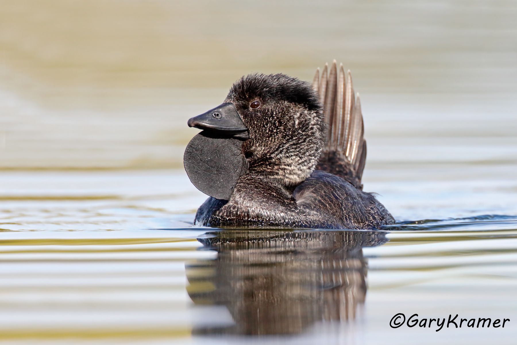 Musk Duck (Biziura lobata)  Musk Duck (Biziura lobata) - OBWDm#383d
