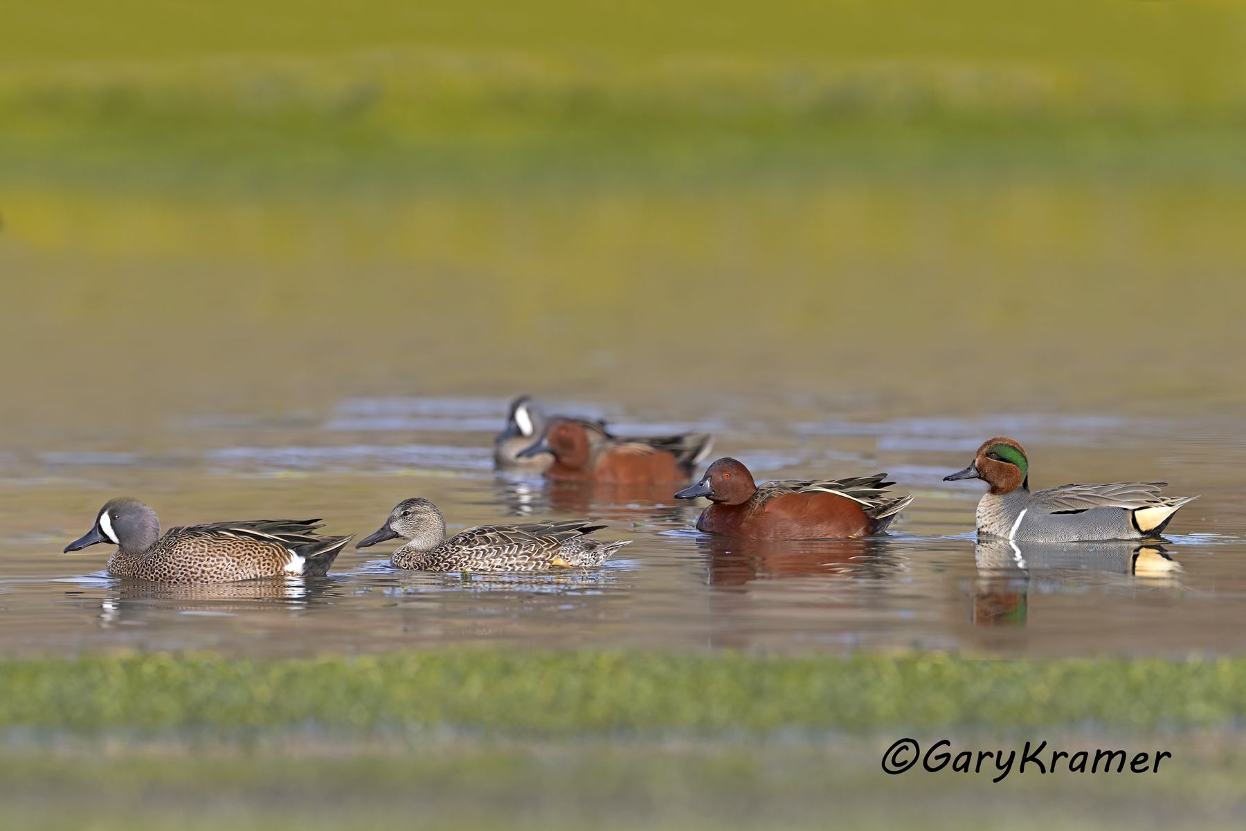 Blue-winged, Cinnomon, Green-winged Teal - NBWTcb#024d(5)