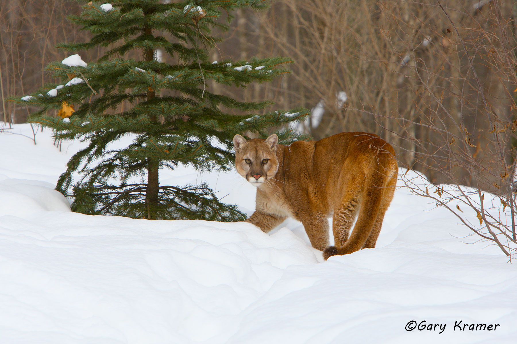 Mountain Lion (Cougar) (Felis concolor) by GaryKramer.net, 530-934-3873, gkramer@cwo.com - Published: Sportsman's Desk & American Sportsman Calendar Silver Creek Pub. 2014 Mountain Lion (Cougar) (Felis concolor) - NMCM#267d