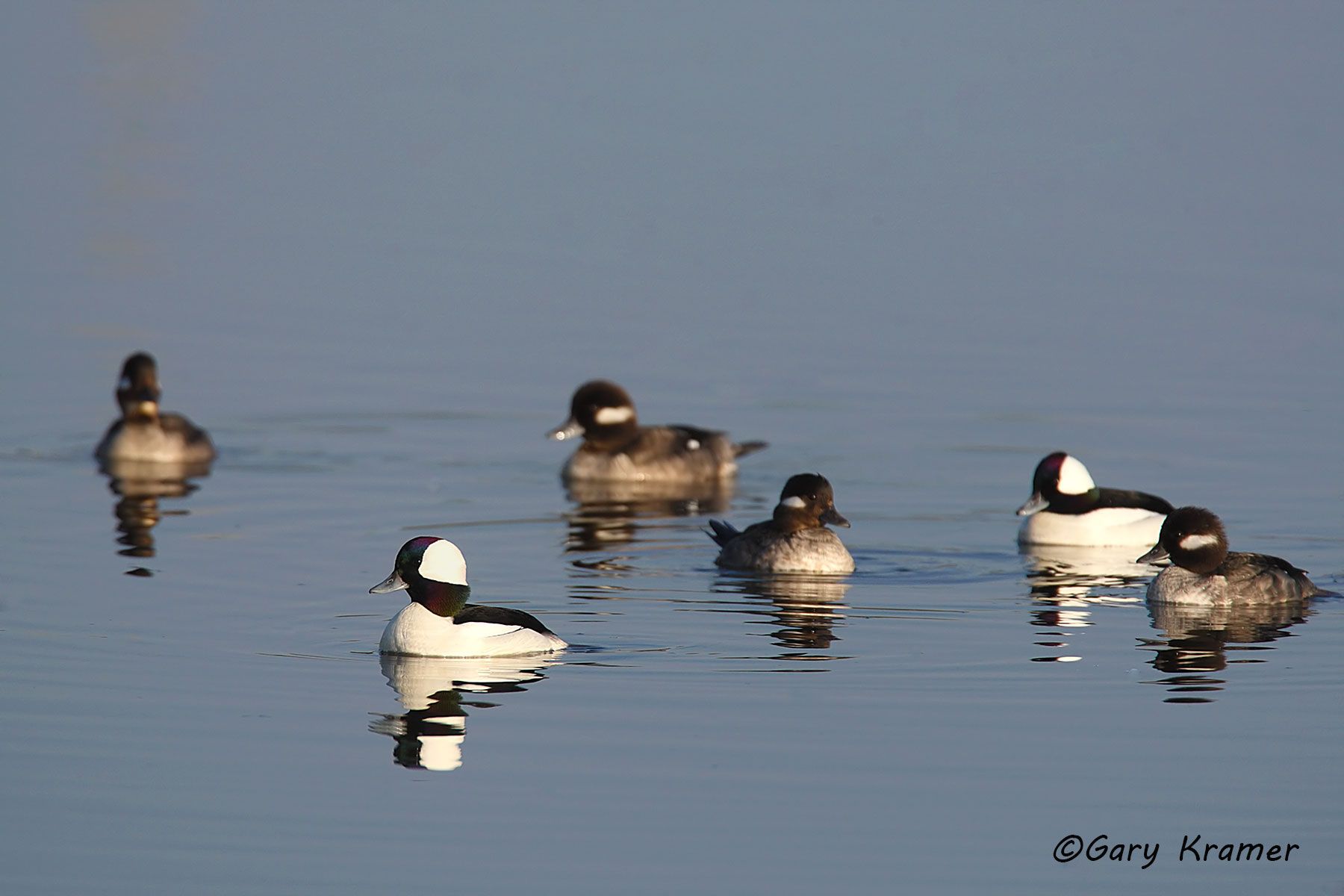 Bufflehead (Bucephala albeola) Bufflehead (Bucephala albeola) -NBWB#124d