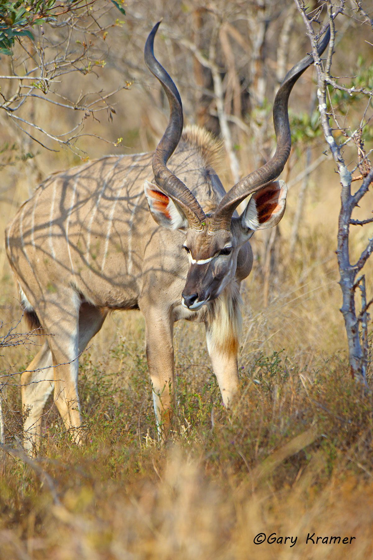 Greater Kudu (Tragelaphus strepsiceros) - AMUK#433d