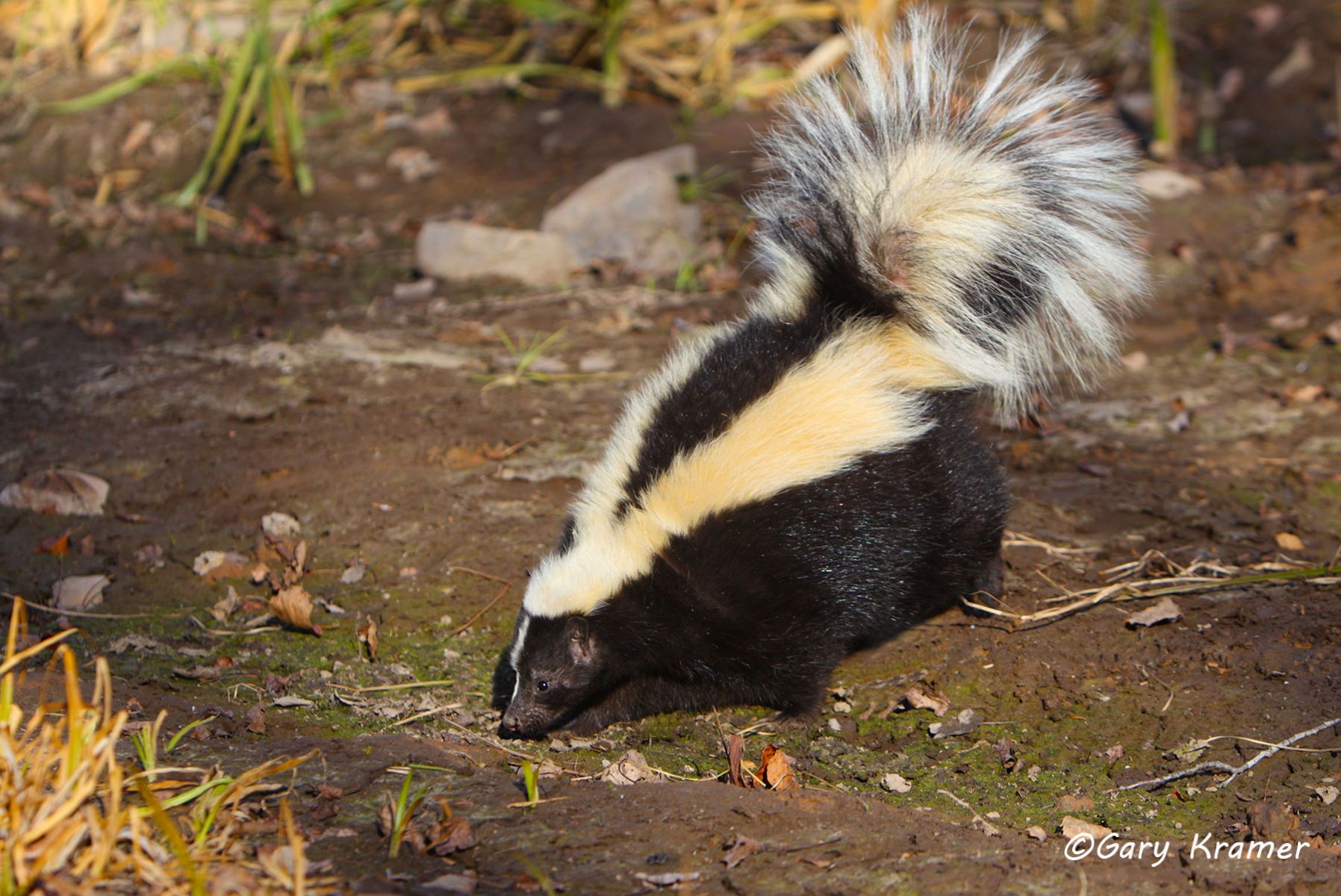 Striped Skunk (Mephitis mephitis) by GaryKramer.net, 530-934-3873, gkramer@cwo.com Striped Skunk (Mephitis mephitis) - NMMS#042d