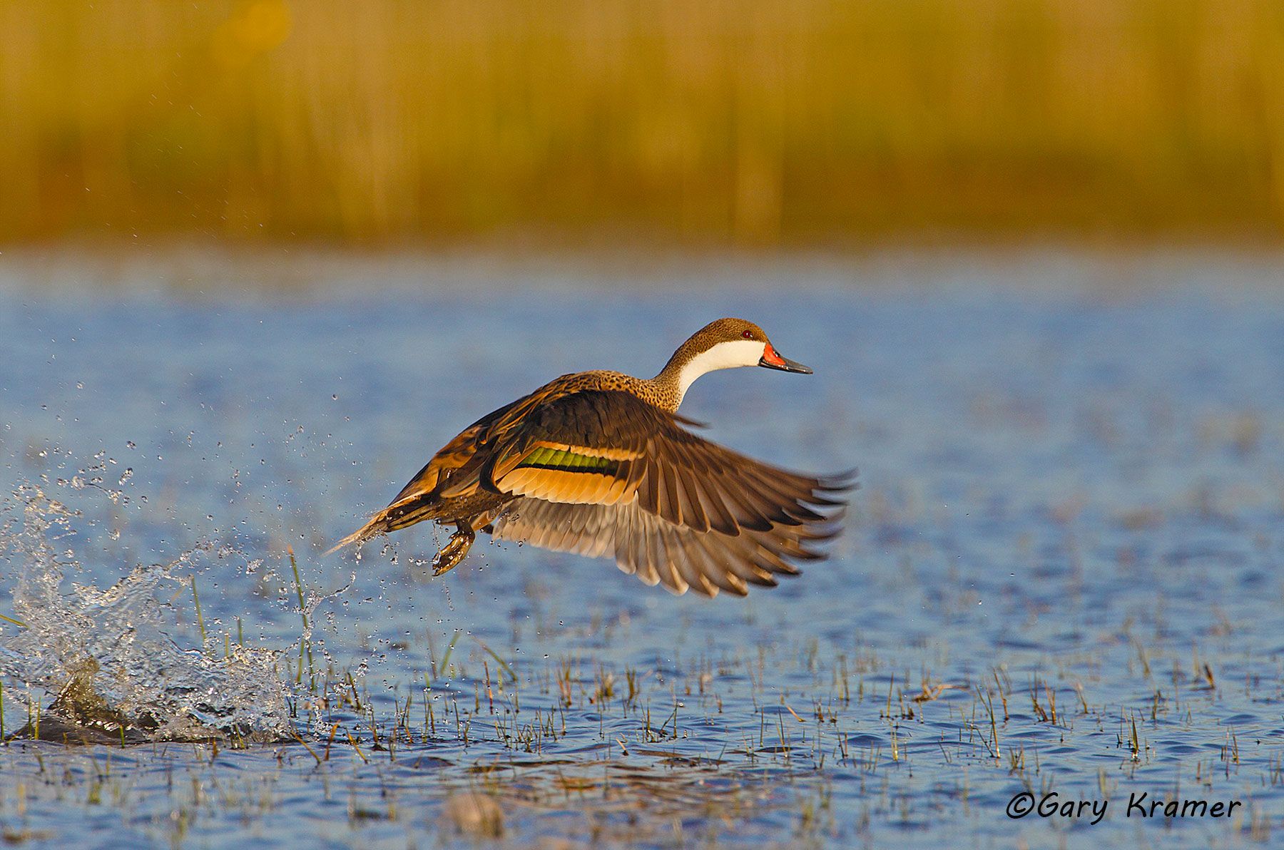 White-cheeked Pintail (Anas bahamenis) - SBWPw#049d (Argentina)