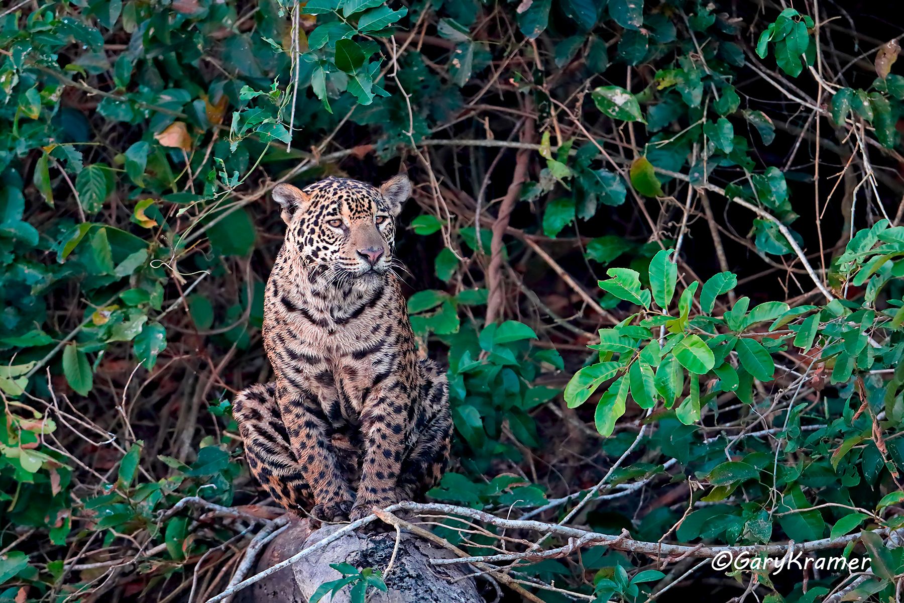 Jaguar (Puma onca) - SMJp#034d