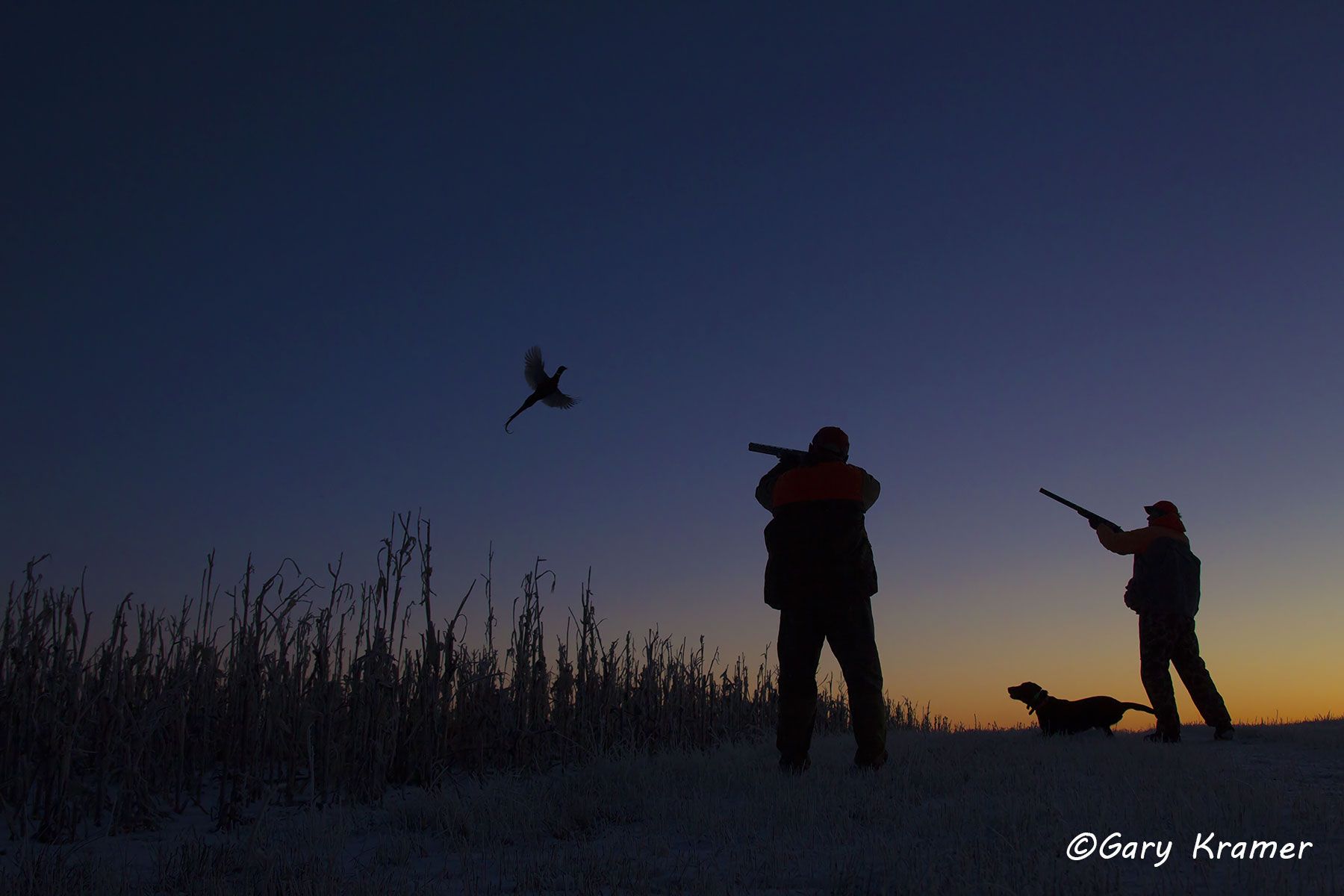 Hunter(s) w/Labrador shooting at flushing Pheasant at sunrise/sunset Hunter(s) w/Labrador shooting at flushing Pheasant at sunrise/sunset - NHPlss#001d