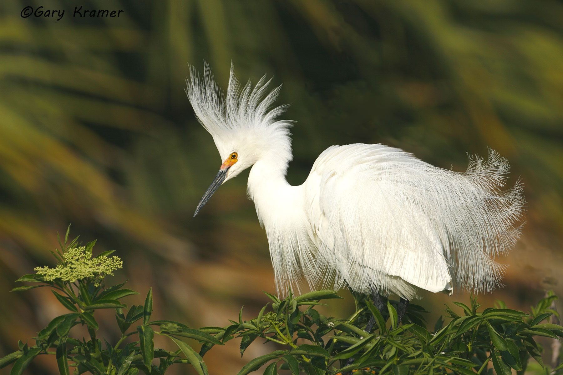 Snowy Egret (Egretta thula) Snowy Egret (Egretta thula) - NBHS#160d