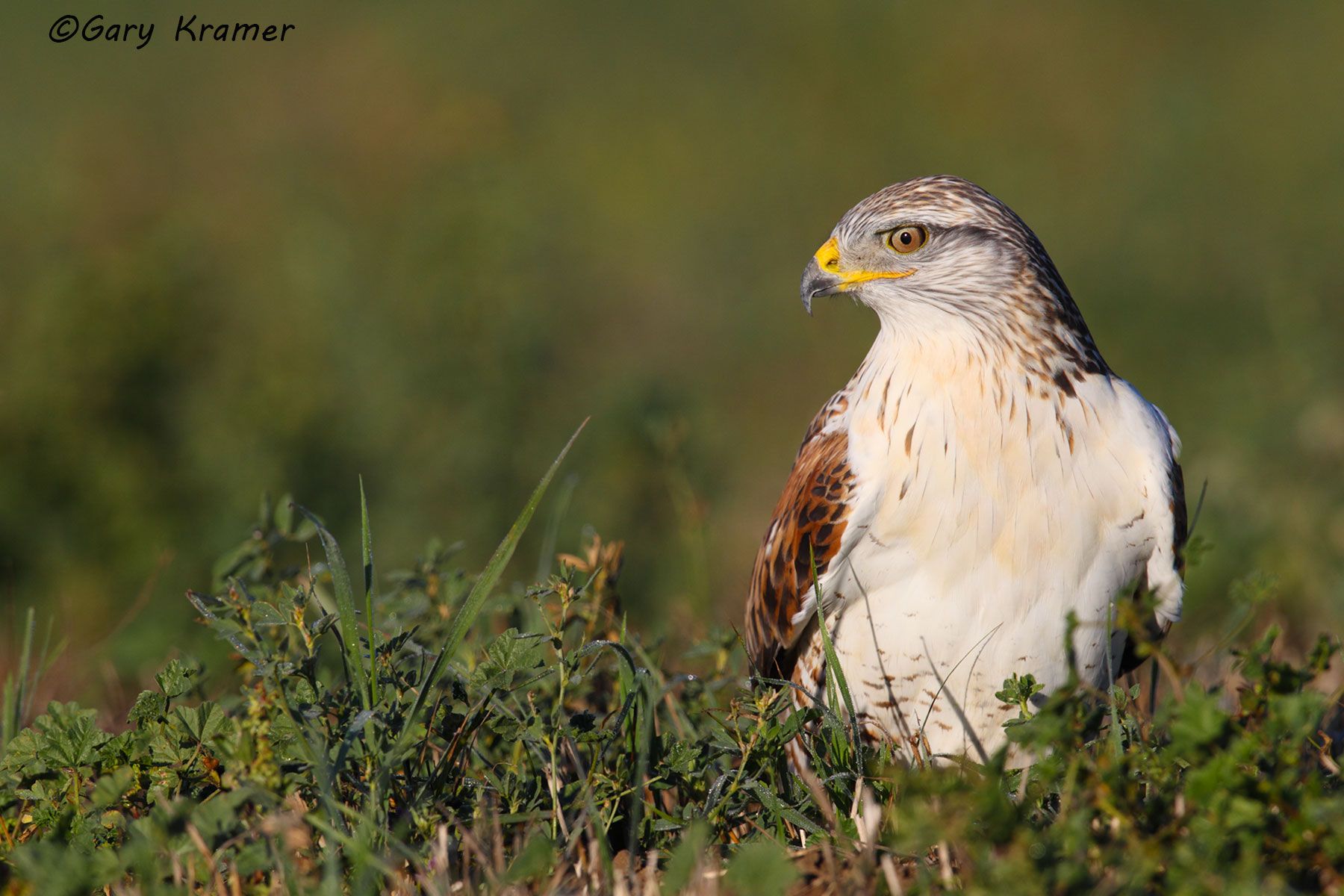 Ferruginous Hawk (Buteo regalis) - NBHF#064d