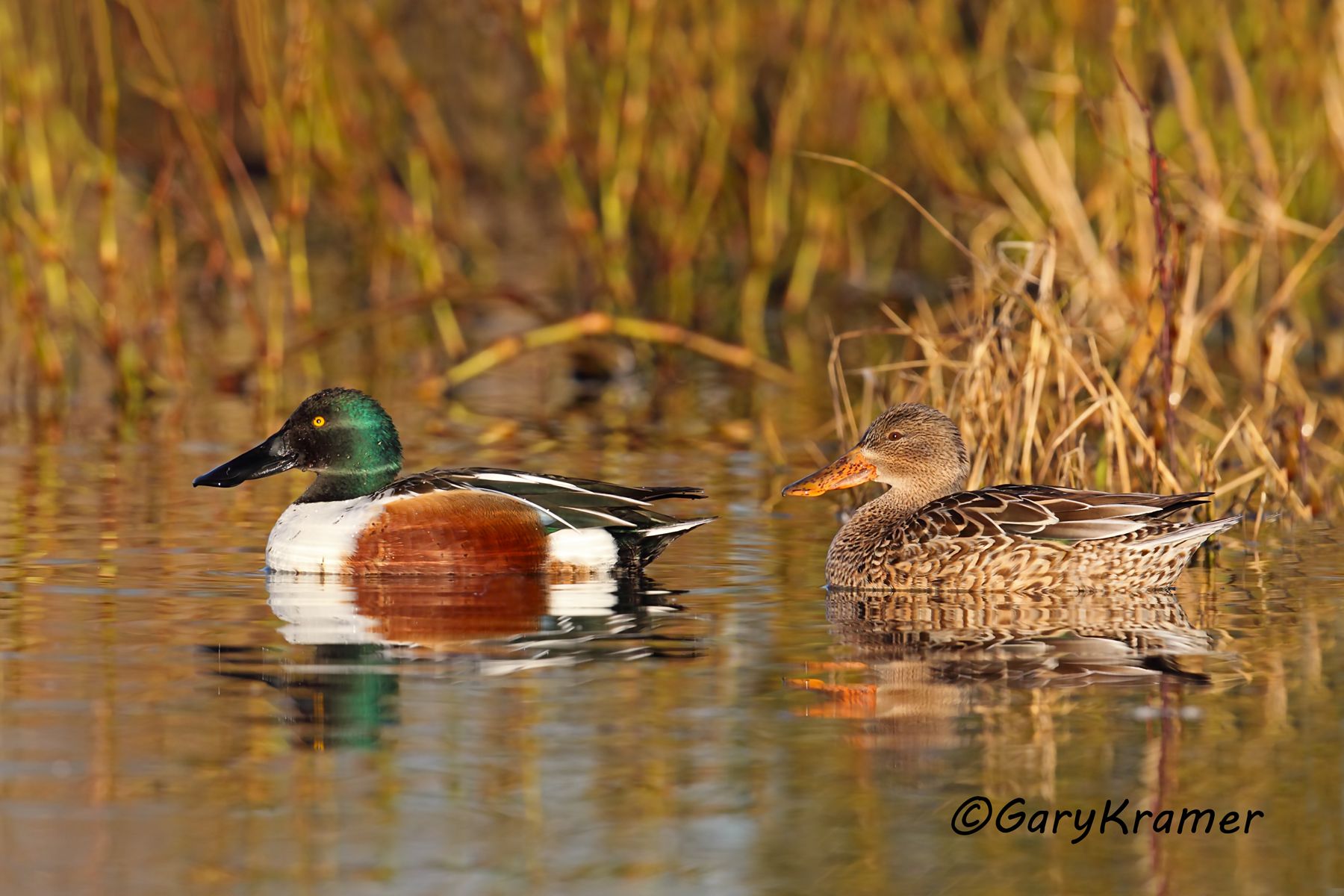 Northern Shoveler (Anas clypeata) - NBWS#911d(2)