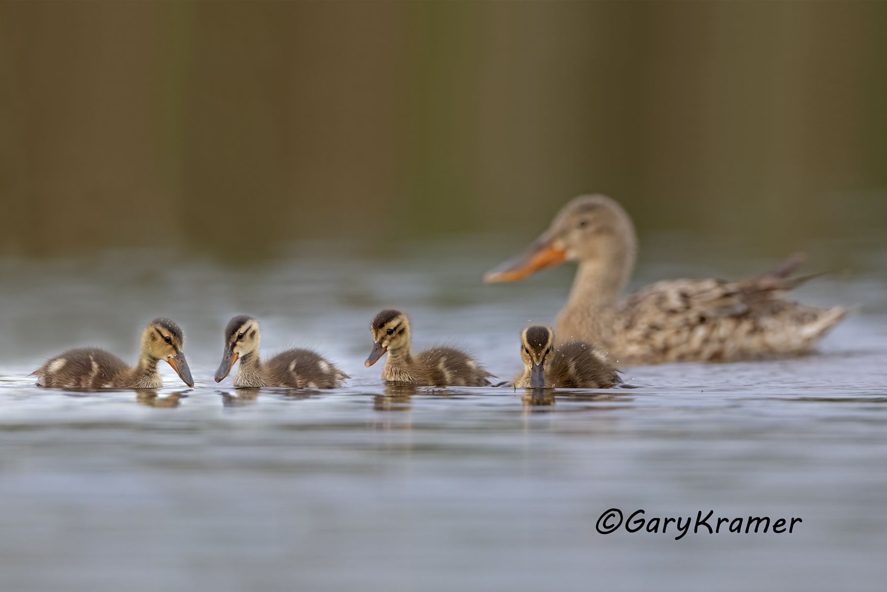 Northern Shoveler (Anas clypeata) - NBWS#2142d(2)