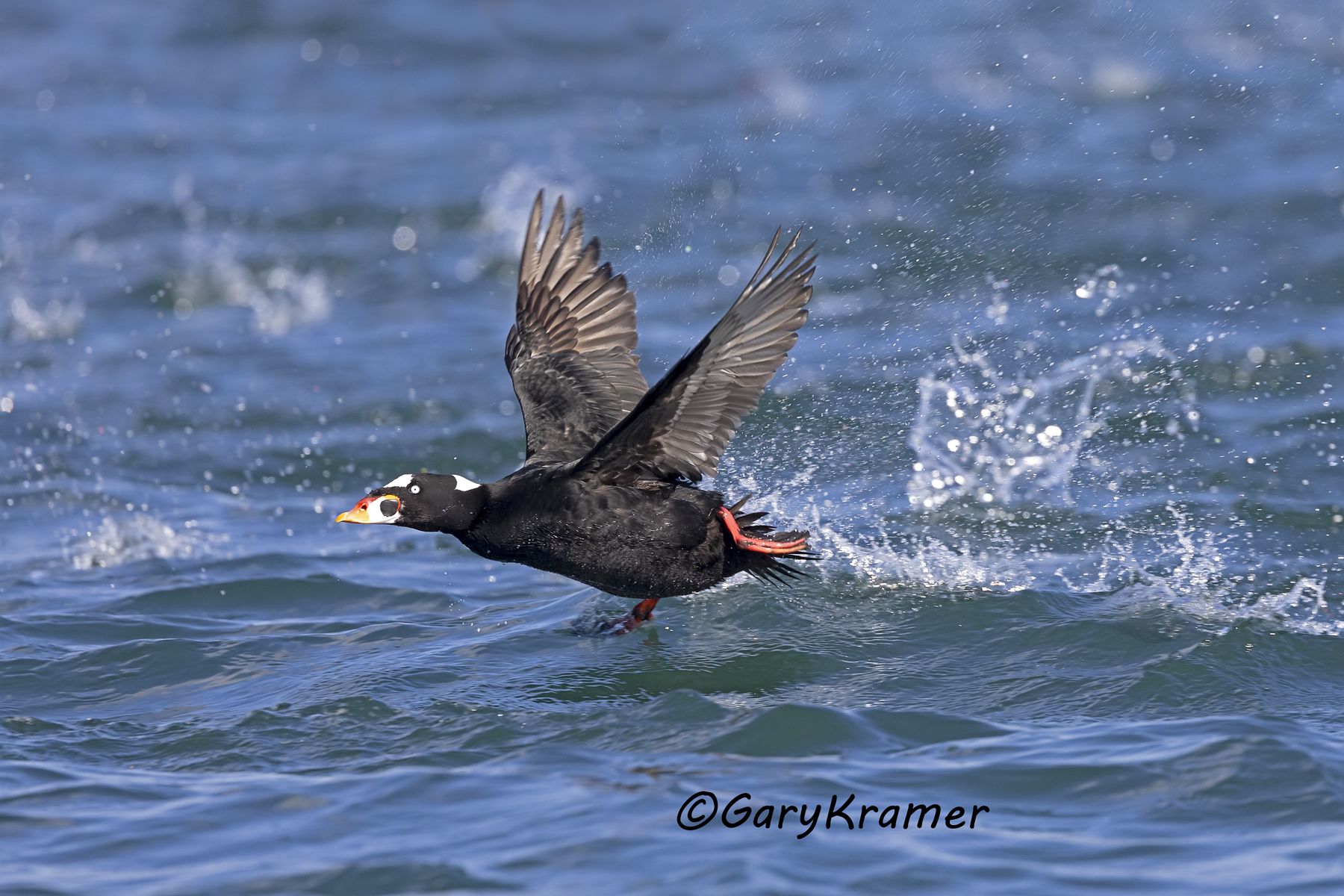 Surf Scoter (Melanitta perspicillata) - NBWSs#632d